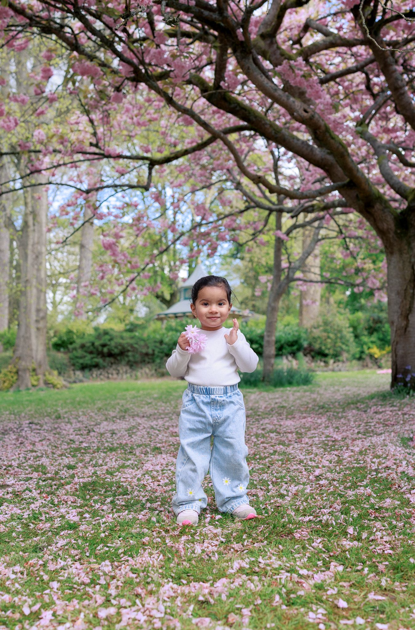 A young child stands under blooming pink cherry blossom trees in a park, wearing jeans and a white top in Lyneham.