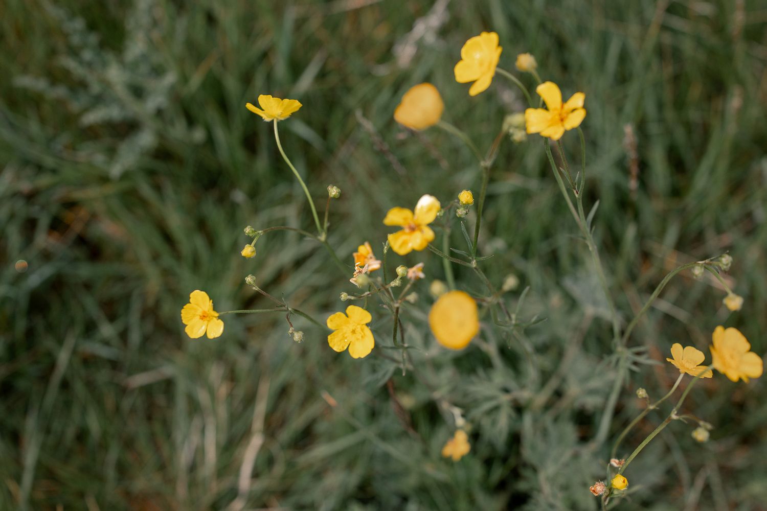 Bright yellow buttercup wildflowers blooming among green grass in a natural outdoor setting in Wiltshire, Swindon.