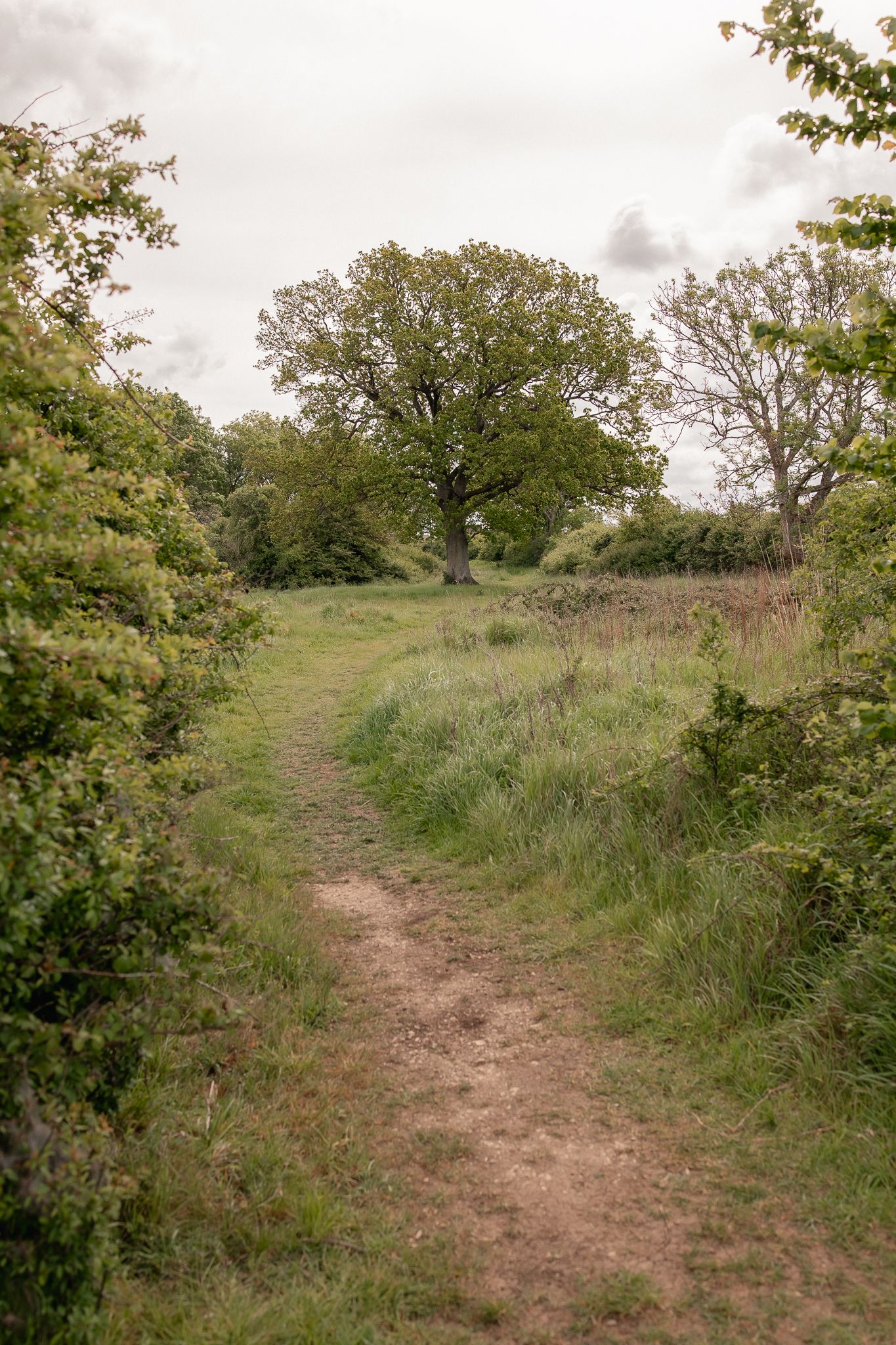 A narrow dirt path winds through lush green meadow grass toward a large oak tree under an overcast sky in Wiltshire meadow.