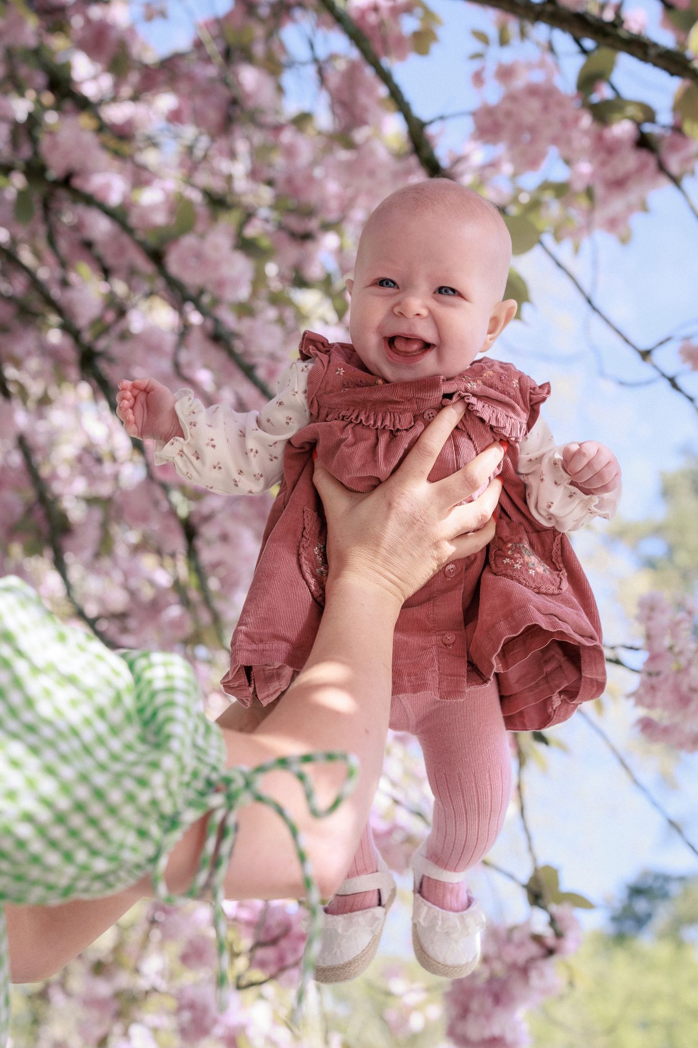 Joyful baby in pink dress held up by mother among blooming cherry blossom trees in spring in Lacock.