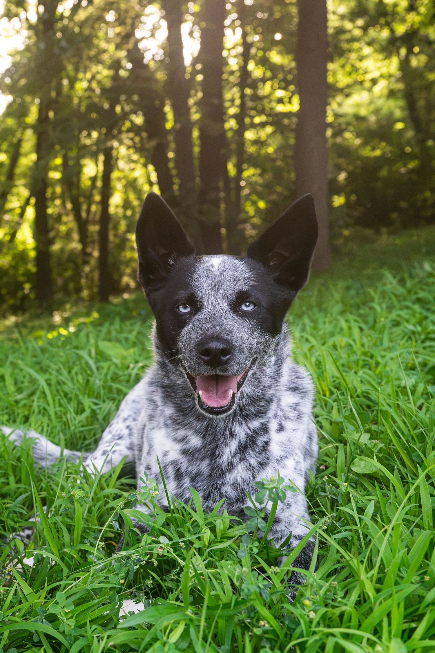 portrait of a black  and white spotted Australian Cattle Dog lying in green grass in a sunlit forest.