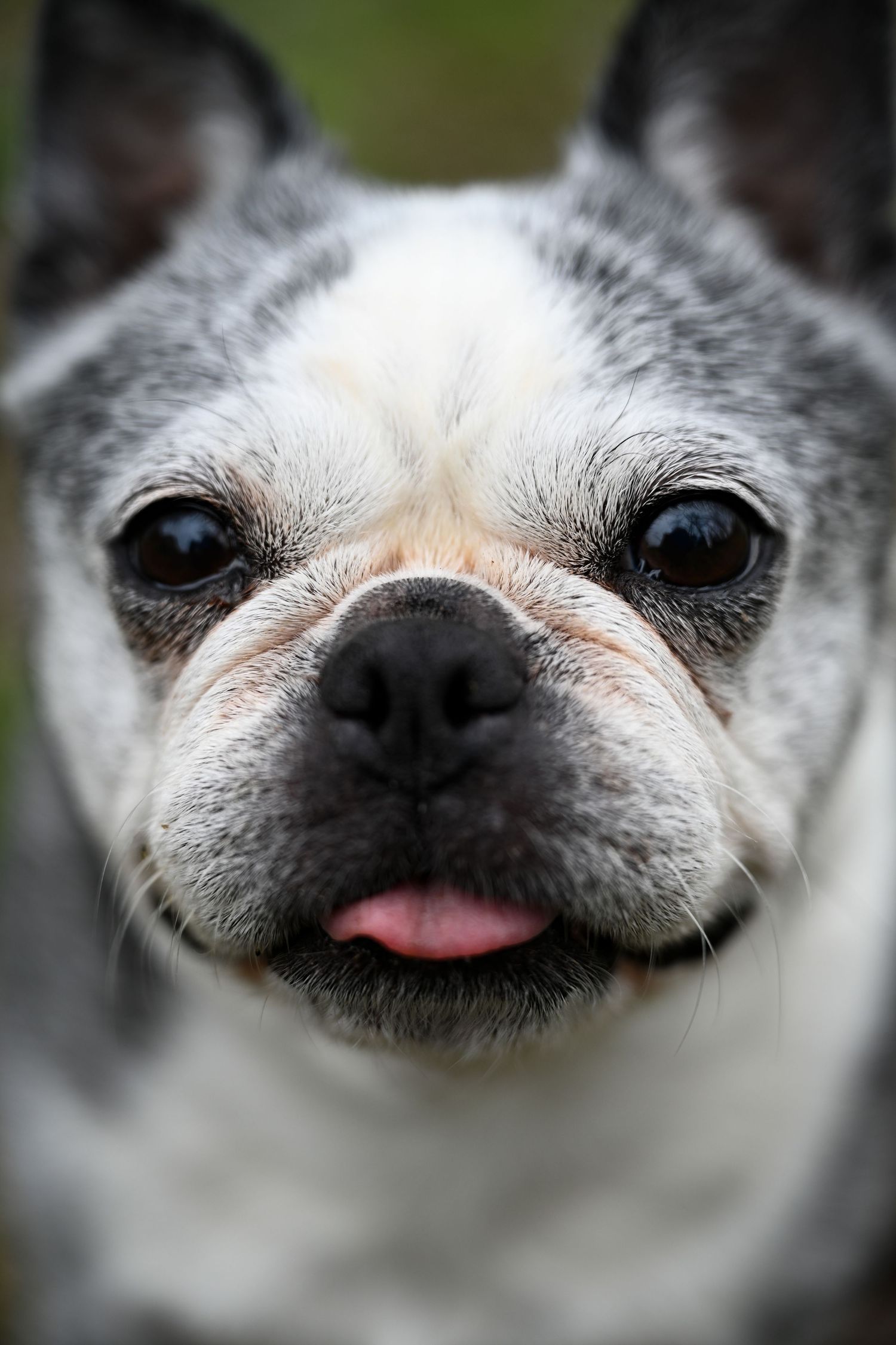 Close-up portrait of a gray and white Boston terrrier with dark eyes and small tongue visible.