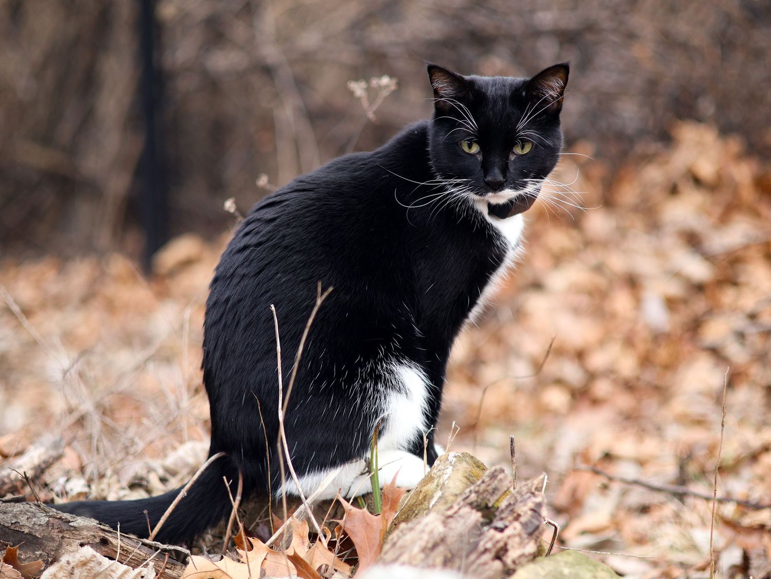 A black and white tuxedo cat sits on a rock surrounded by fallen autumn leaves in a wooded area.