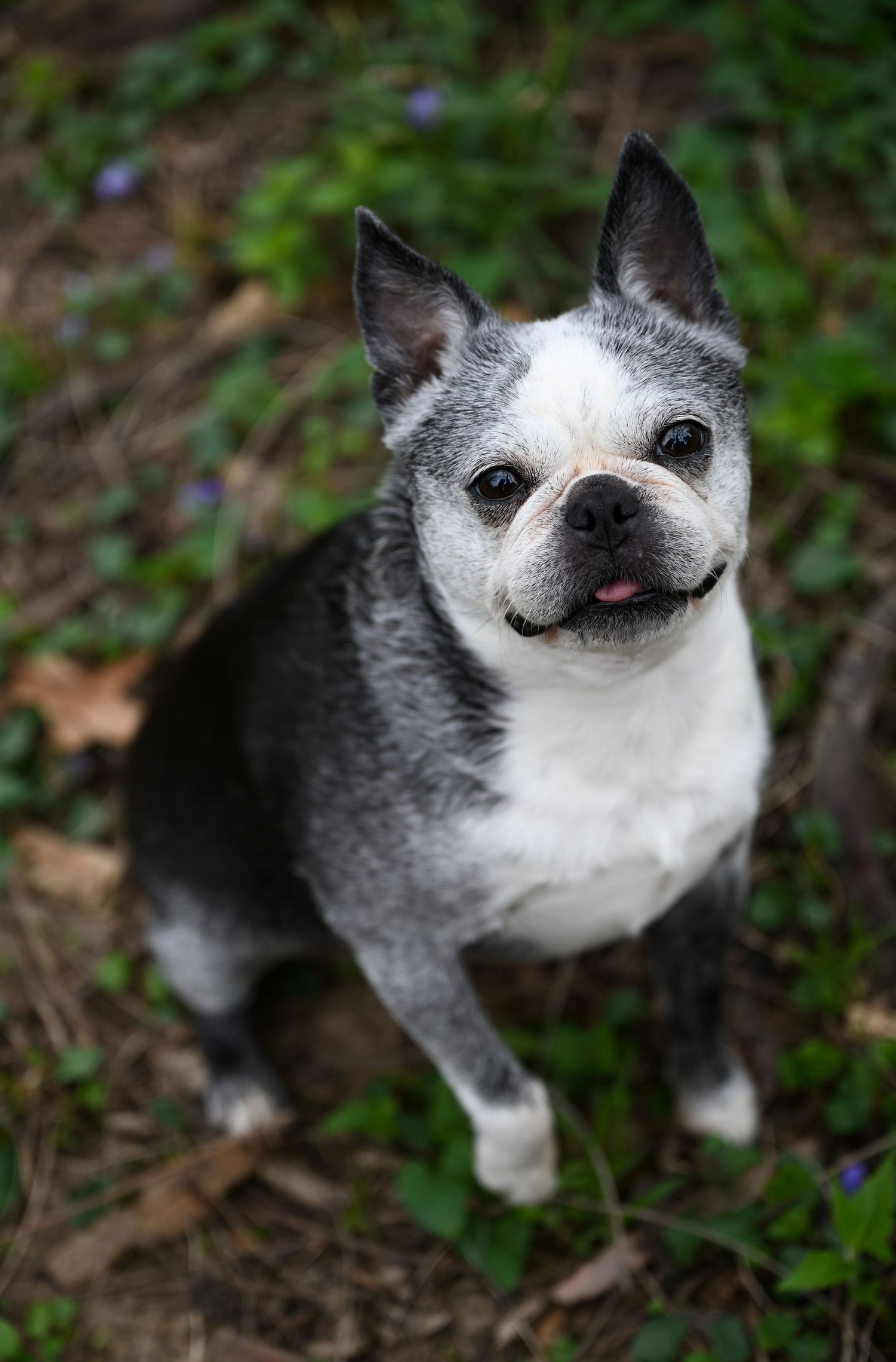 A senior Boston Terrier with gray and white markings sits on grass surrounded by small flowers.