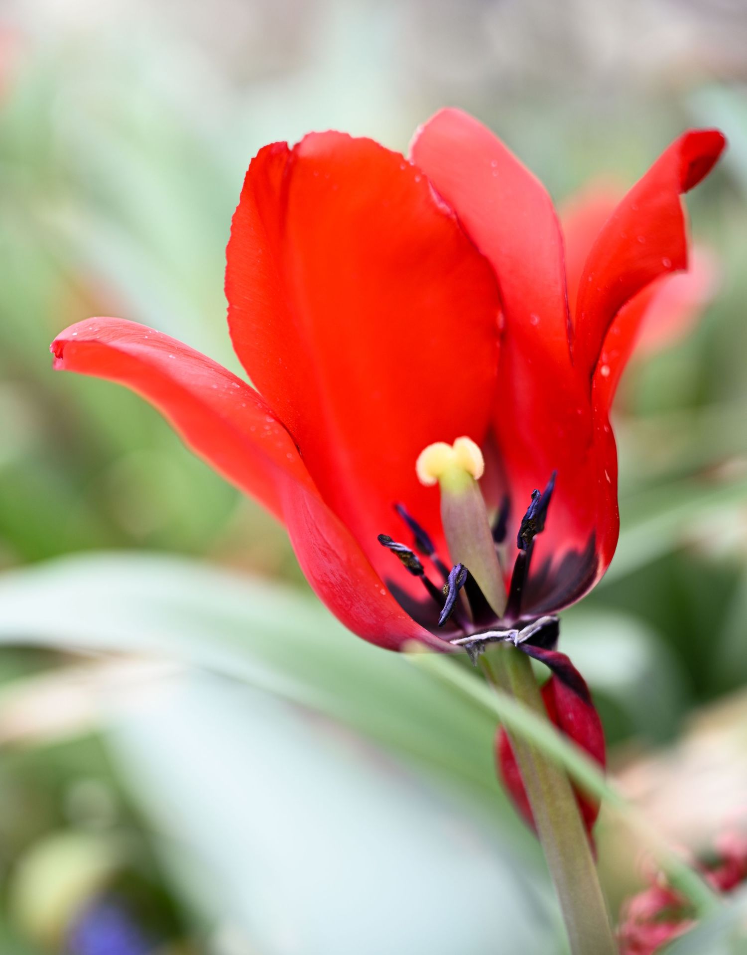 A vibrant red tulip in full bloom with yellow stamens and dark center against a soft green background.