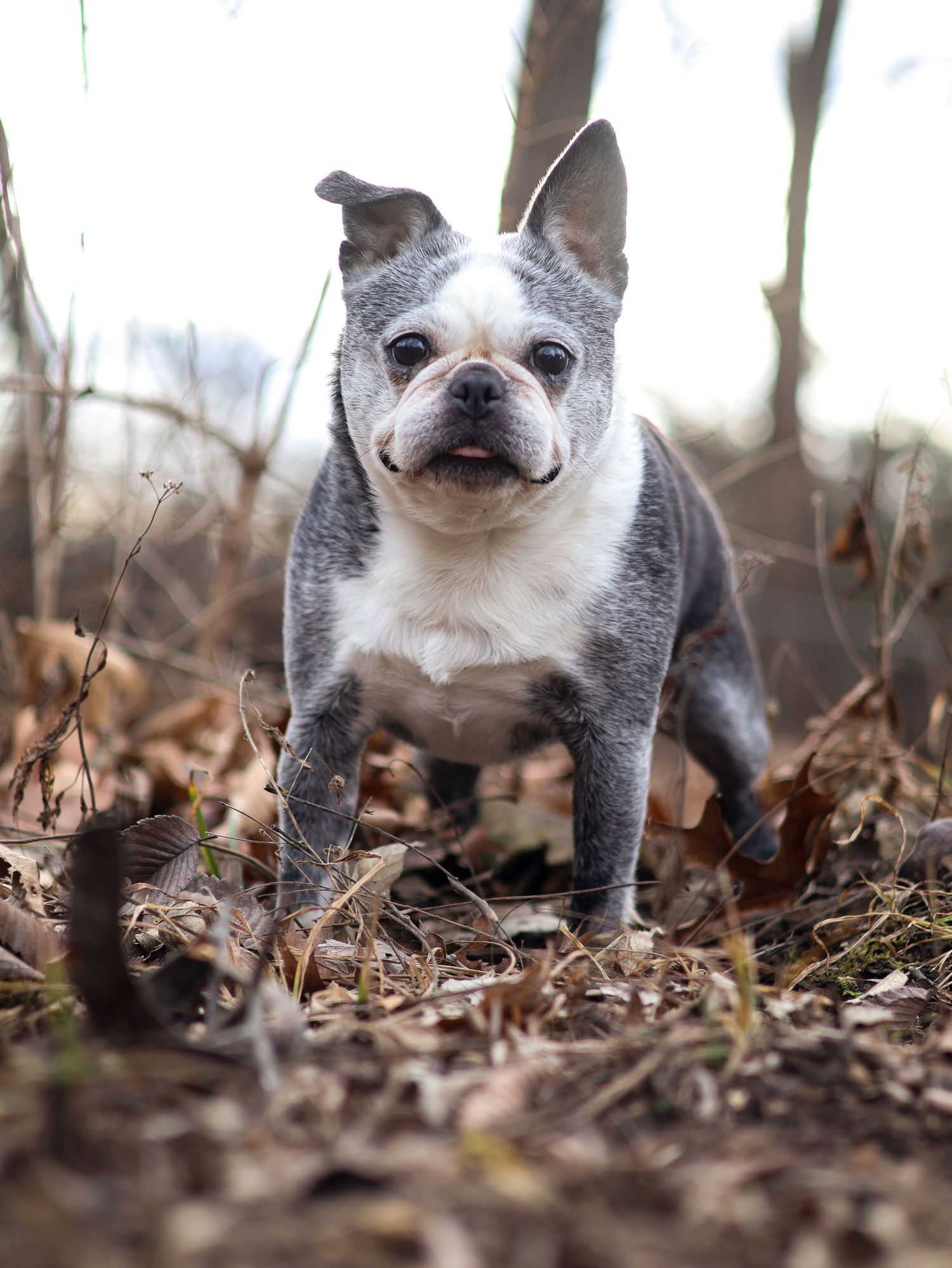 Gray and white Boston Terrier dog standing alert outdoors among fallen autumn leaves in a wooded area.