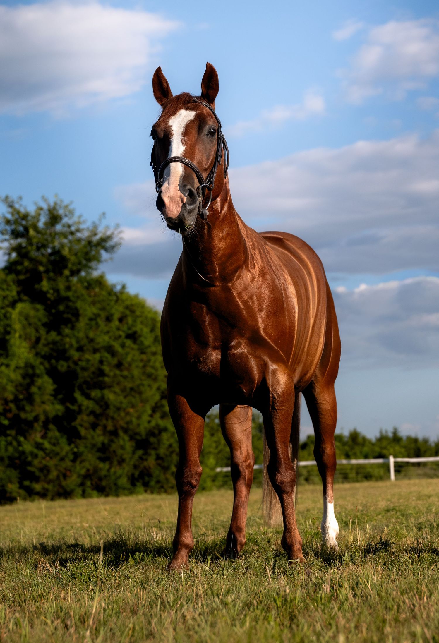 lifestyle portrait of a Chestnut horse with white blaze standing in green pasture wearing bridle, blue sky with clouds in background.