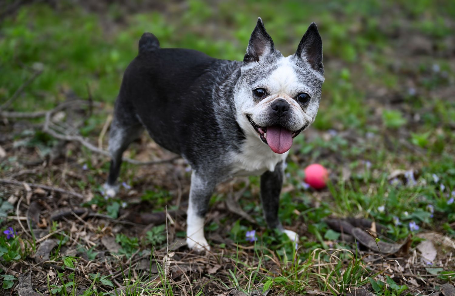 An older Boston Terrier with a graying muzzle stands on grass with tongue out beside a small pink ball.