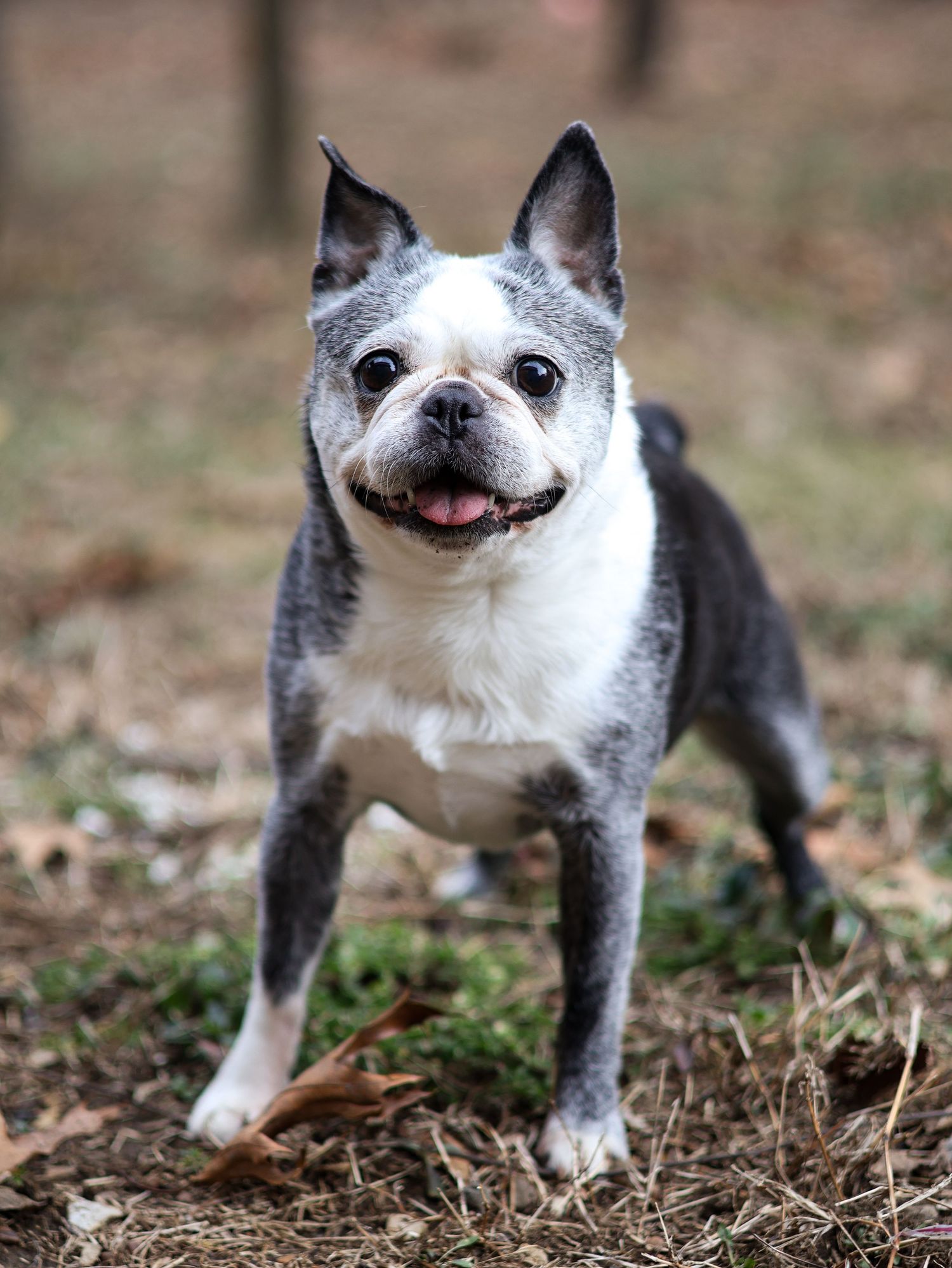 A Boston Terrier dog stands alert outdoors on a forest floor covered with dry grass and fallen leaves.
