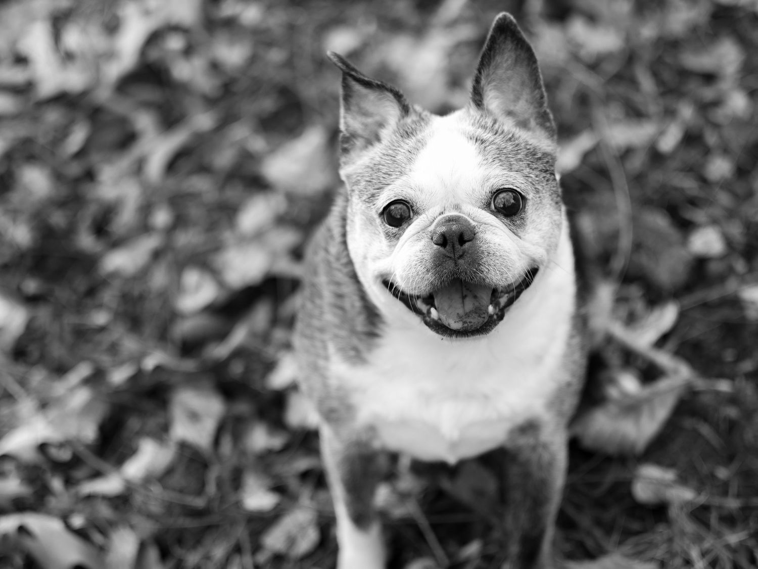 A happy Boston Terrier dog smiles up at the camera in a black and white photo among autumn leaves.