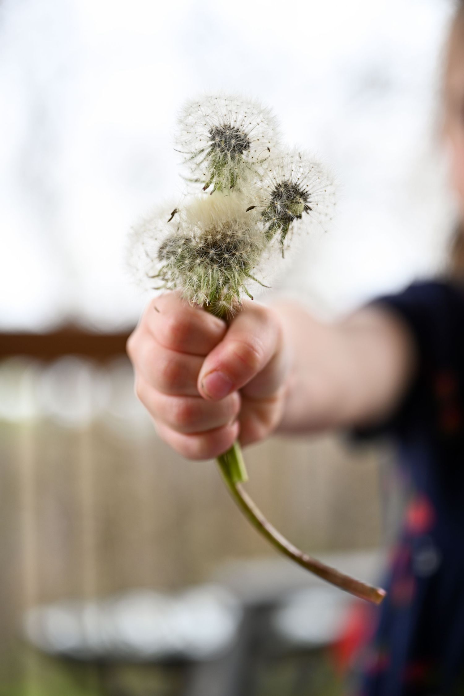A child's hand holds a cluster of white dandelion seed heads against a soft blurred background.