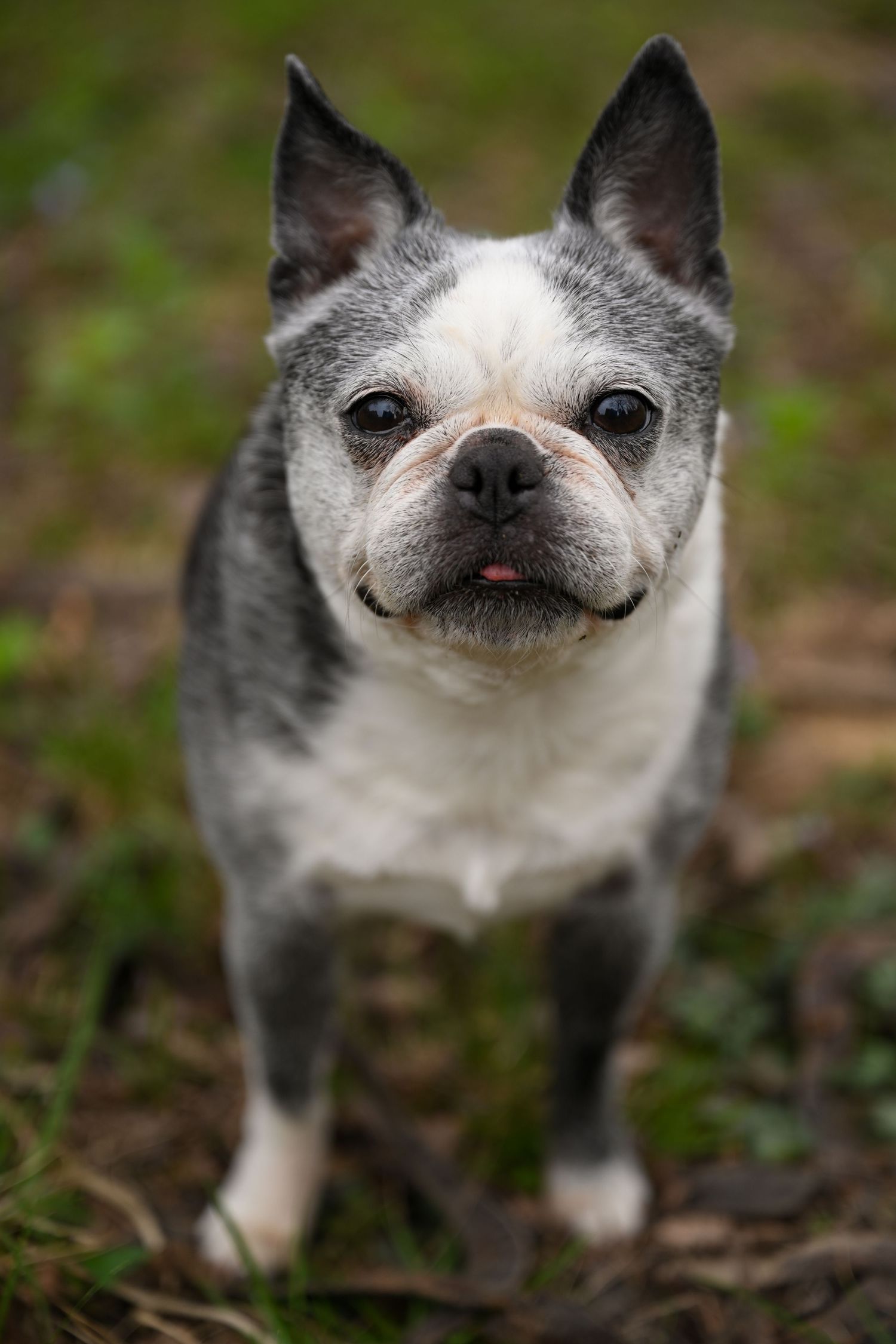 A gray and white Boston Terrier stands alert on green grass looking directly at the camera.