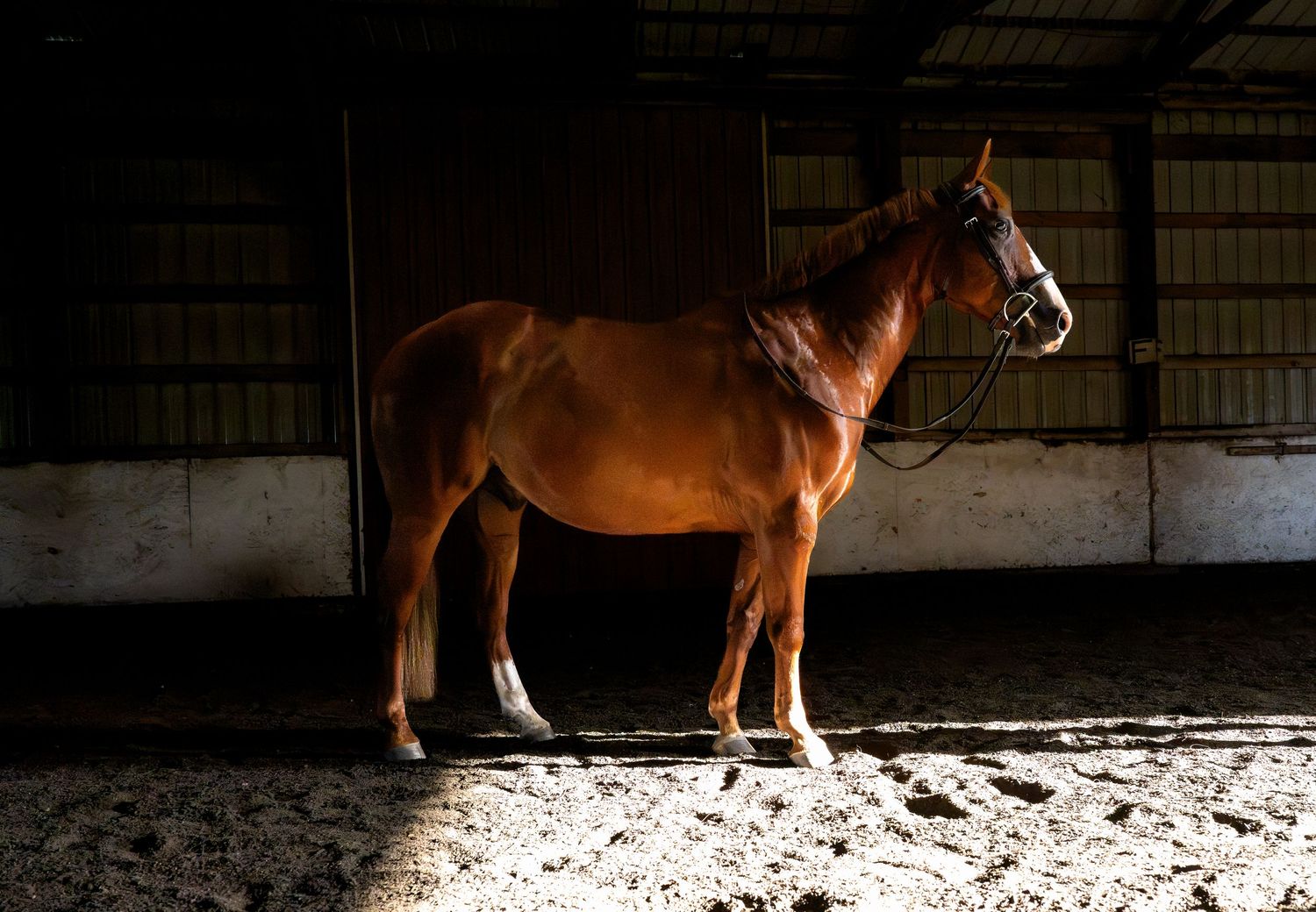lifestyle portrait of a A chestnut horse stands in a sunlit stable, wearing a white halter, with sandy ground beneath its hooves.