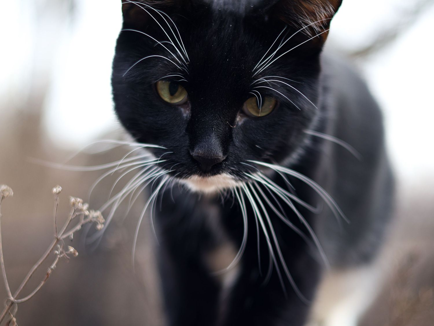 A striking black and white cat with vivid green eyes and long white whiskers stares directly at the camera.