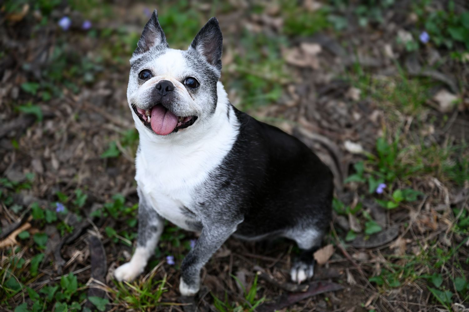 A black and white Boston Terrier dog sits happily outdoors with tongue out in a garden setting.