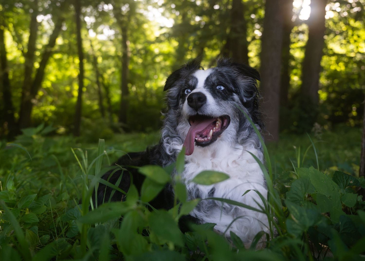 portrait of a Happy Border Collie dog lying in green grass with tongue out in a sunlit forest.