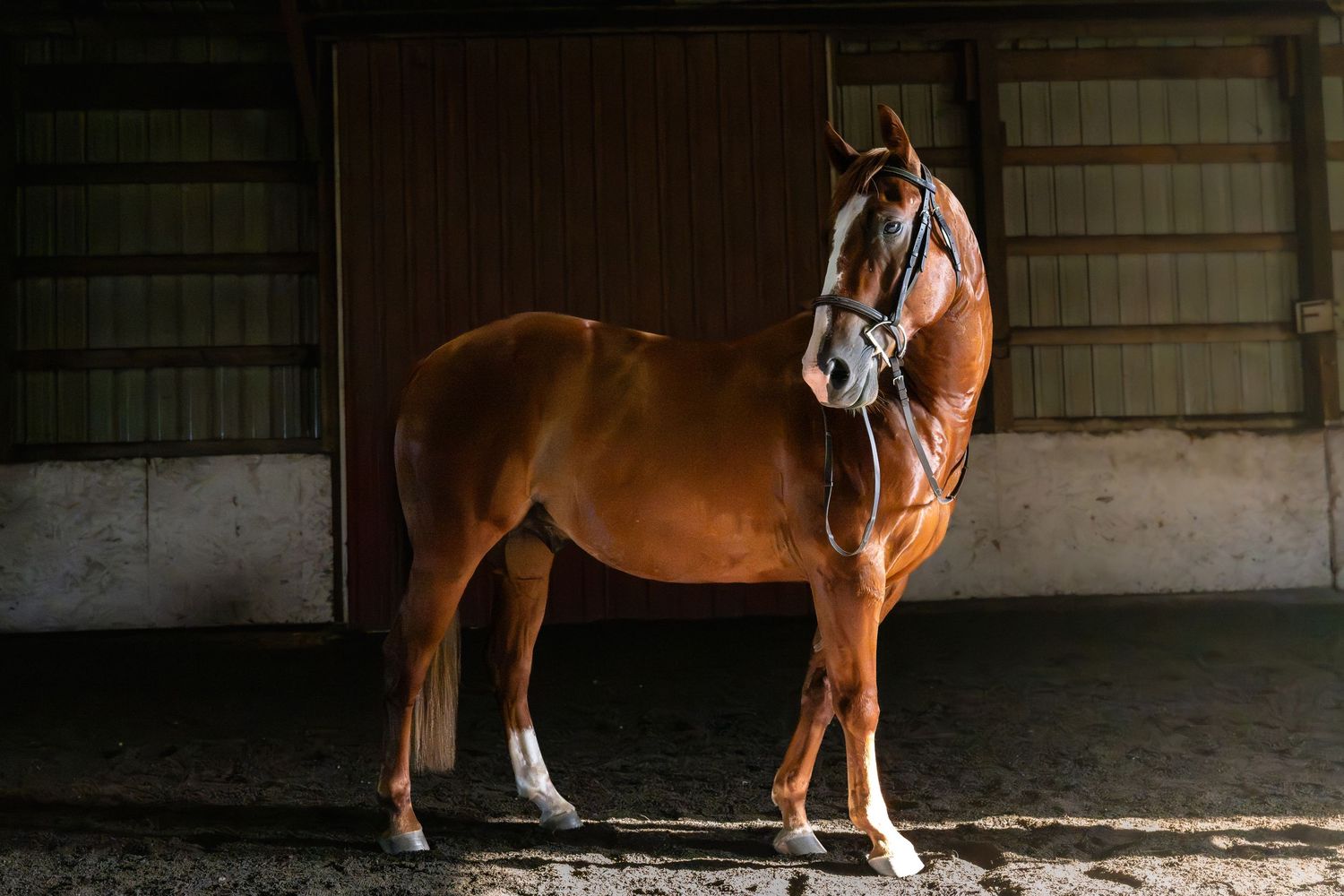 lifestyle portrait of a A chestnut horse with a white blaze stands calmly in a sunlit stable wearing a halter.