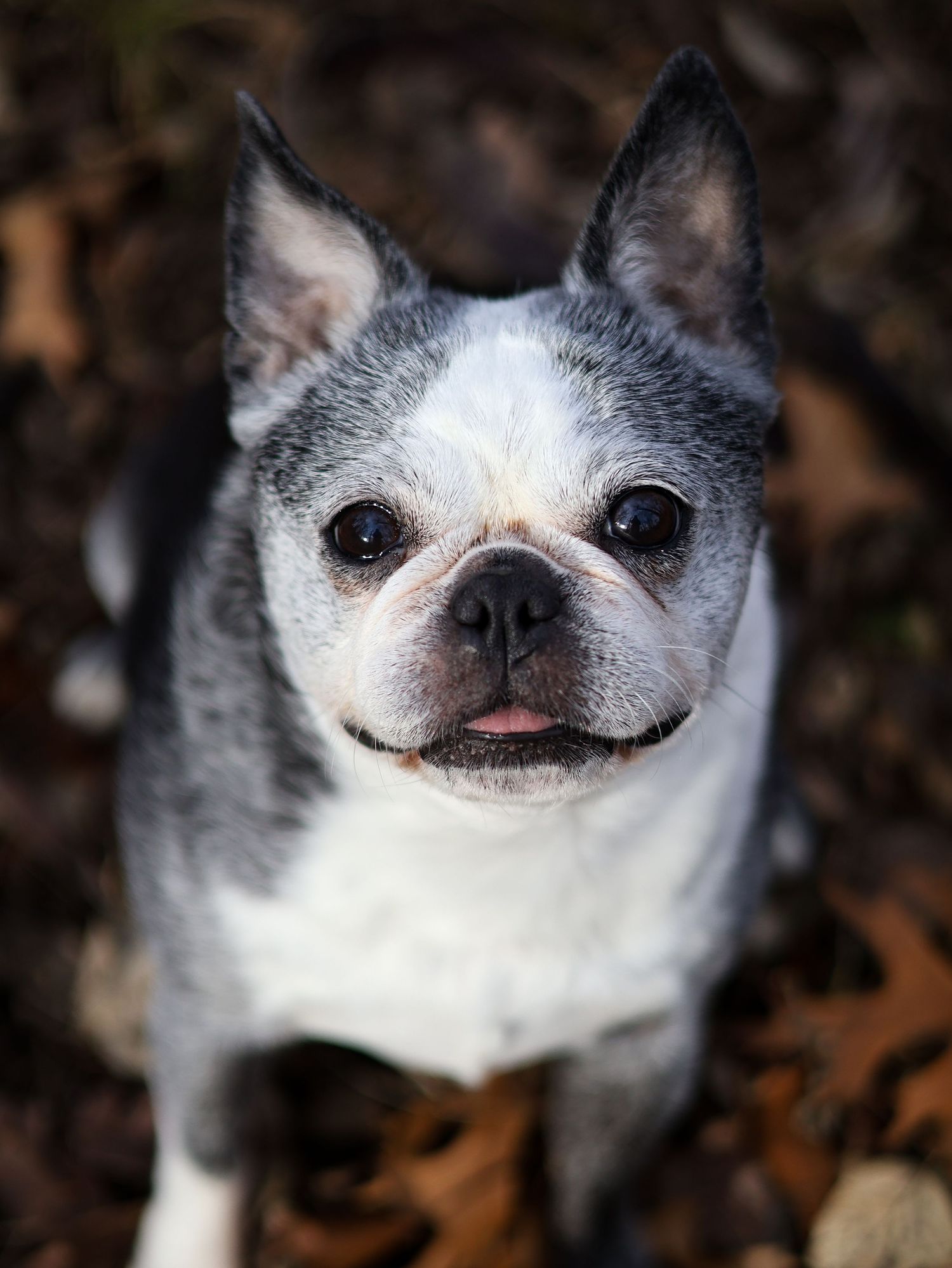 A Boston Terrier dog looks up at the camera while sitting among a bed of fallen autumn leaves.