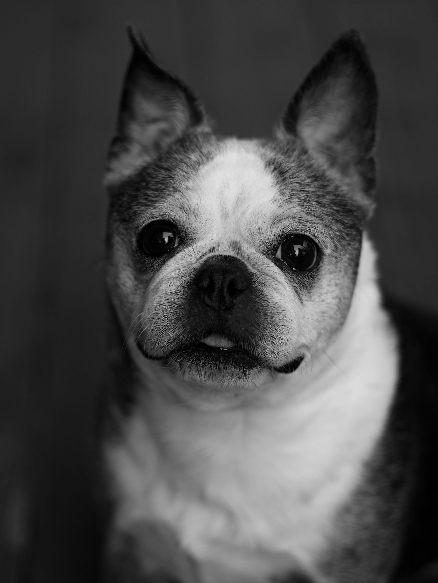 A close-up black and white portrait of an adorable Boston Terrier dog looking up at the camera.