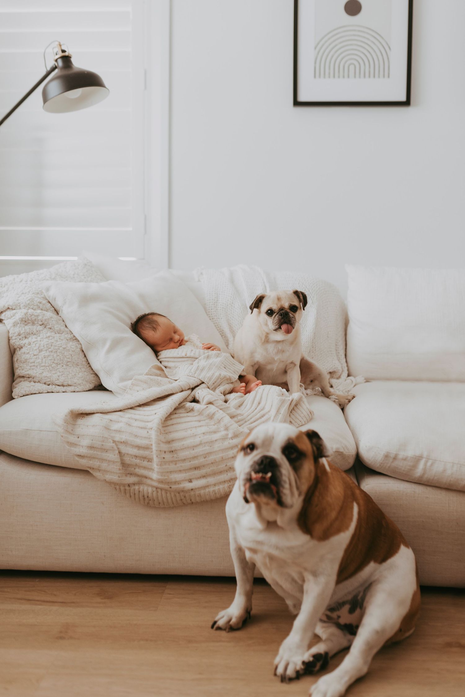 in-home newborn photography Sydney of baby sleeping on sofa with family dogs in relaxed home setting