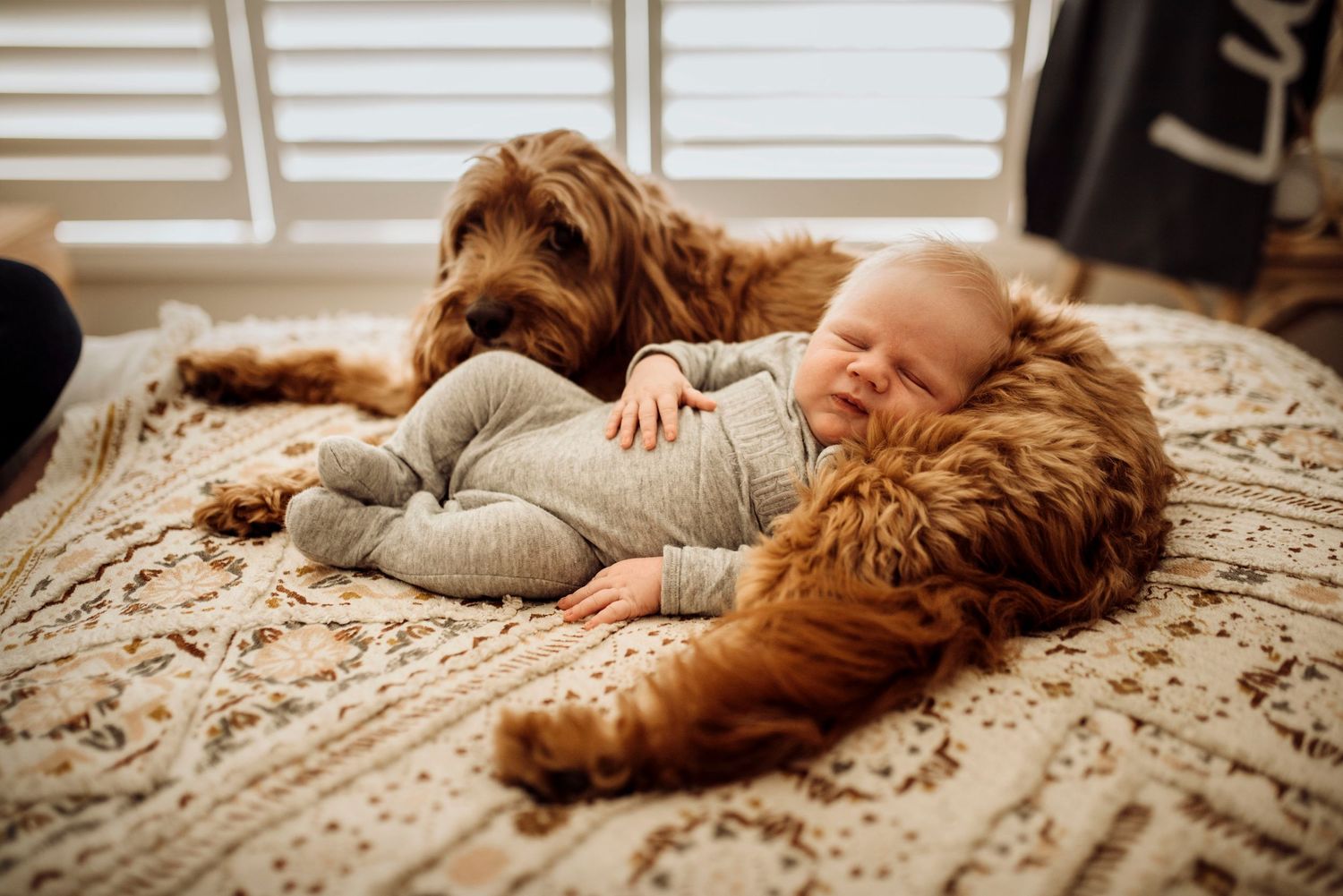 Baulkham Hills newborn photography of baby sleeping beside family dog on bed in natural in-home setting