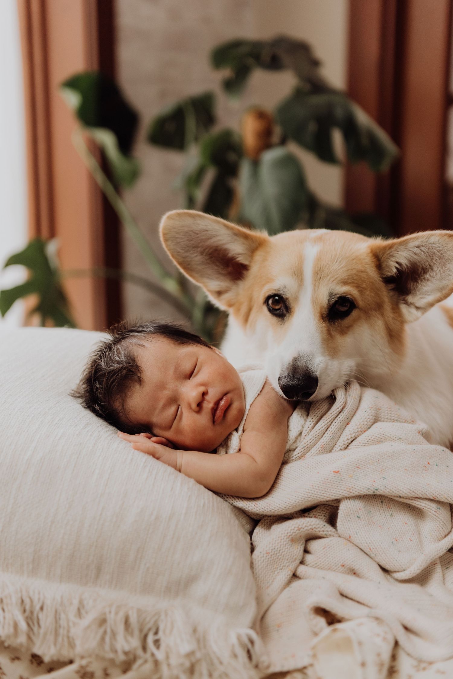 newborn photography Balgowlah Sydney in-home baby with family dog natural lifestyle session