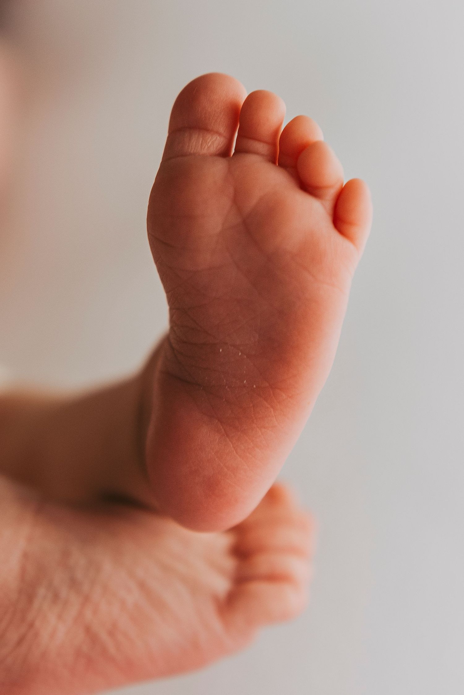 close-up newborn photography Sydney of baby feet in soft natural light