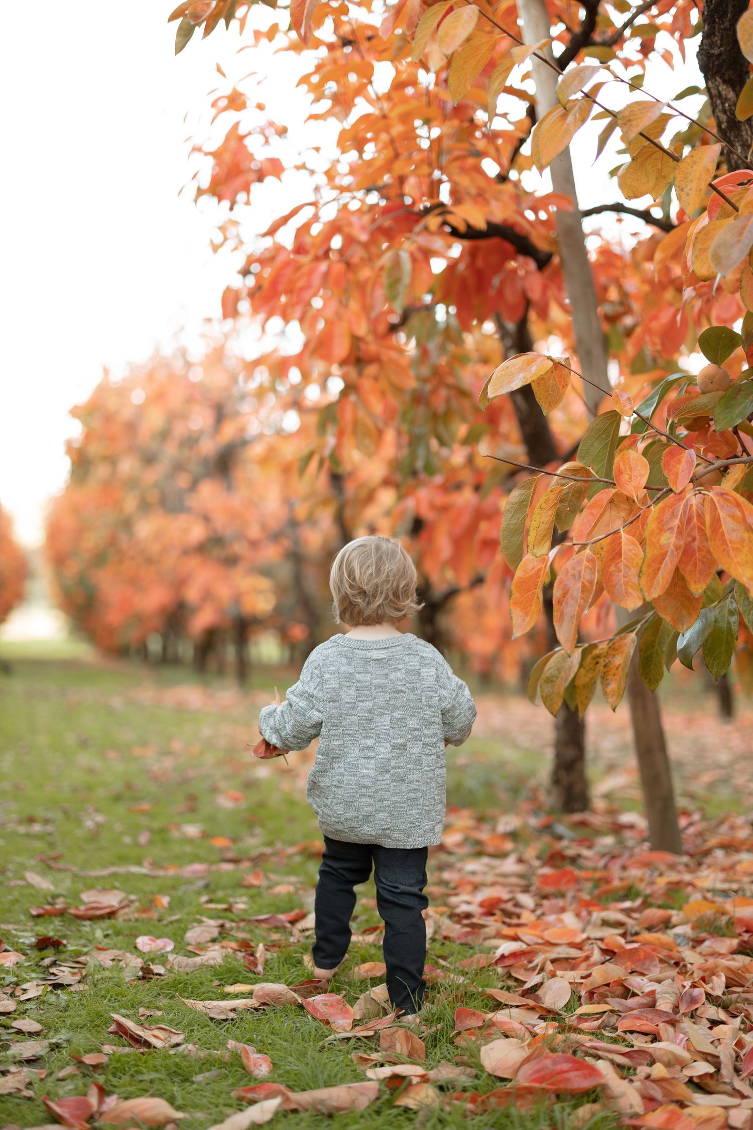 Small child in gray sweater walking among fallen autumn leaves in an orchard.