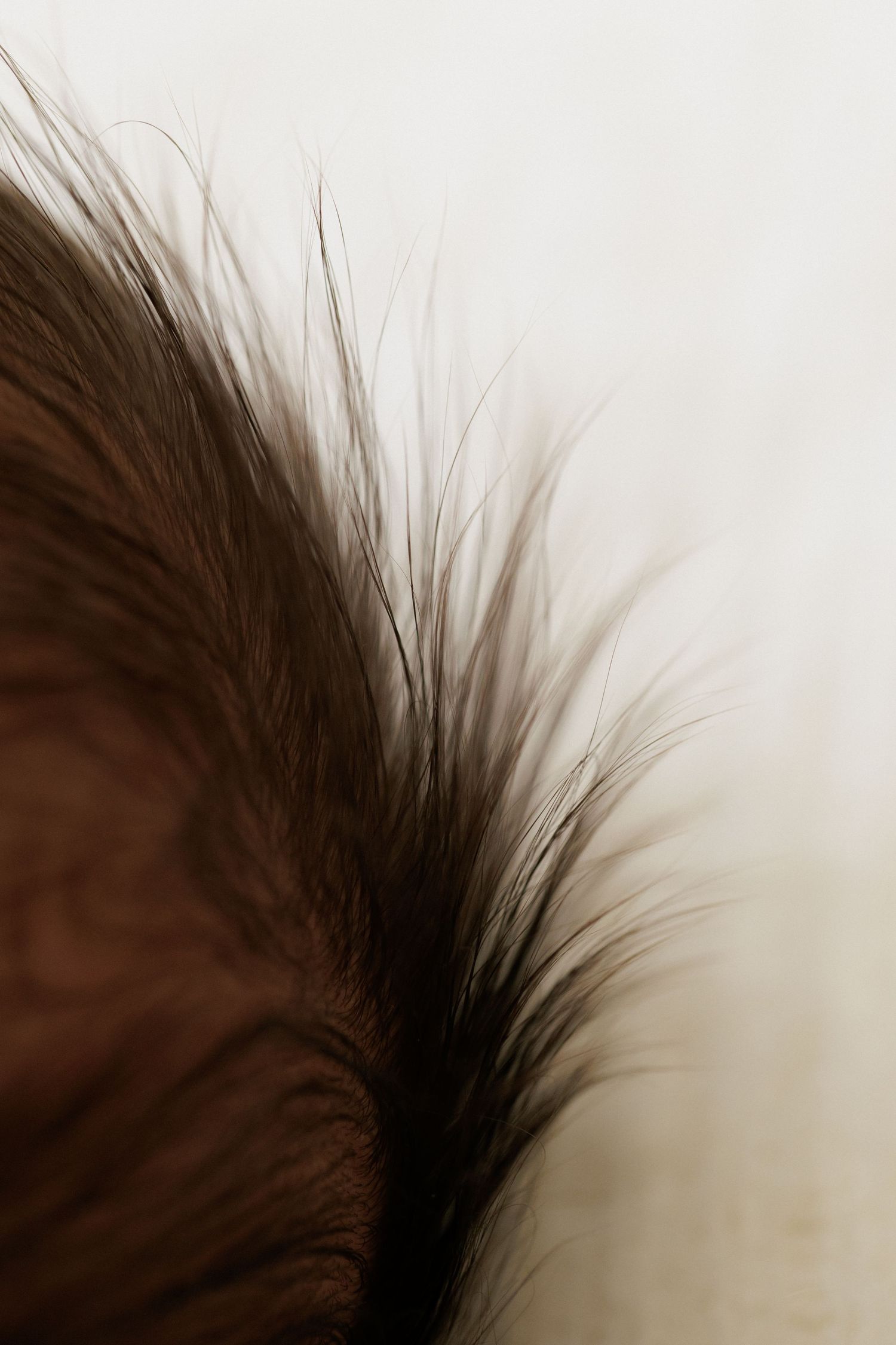 Abstract close-up of dark hair strands against a white background.