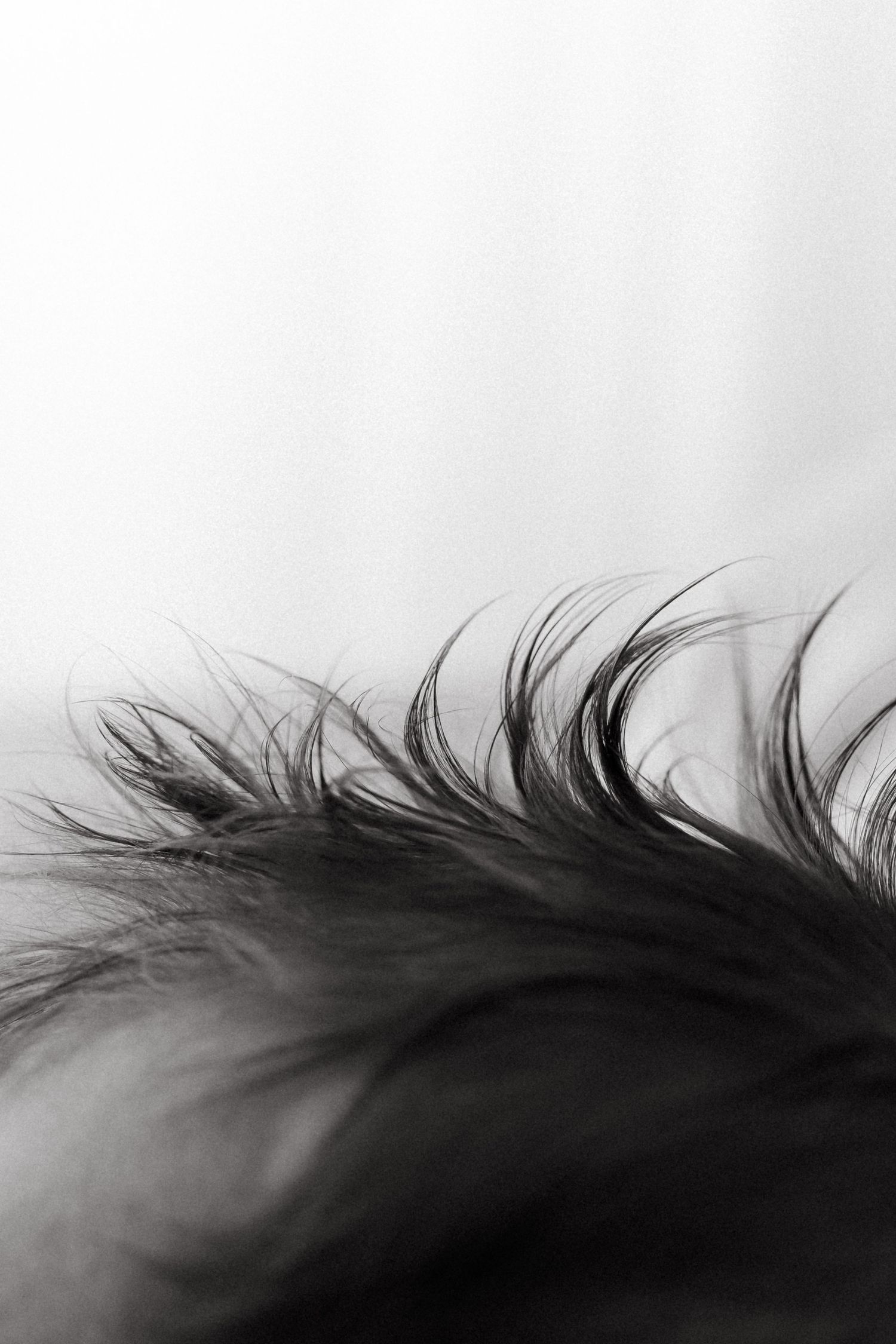 Artistic black and white macro shot of dark spiky hair against white background.