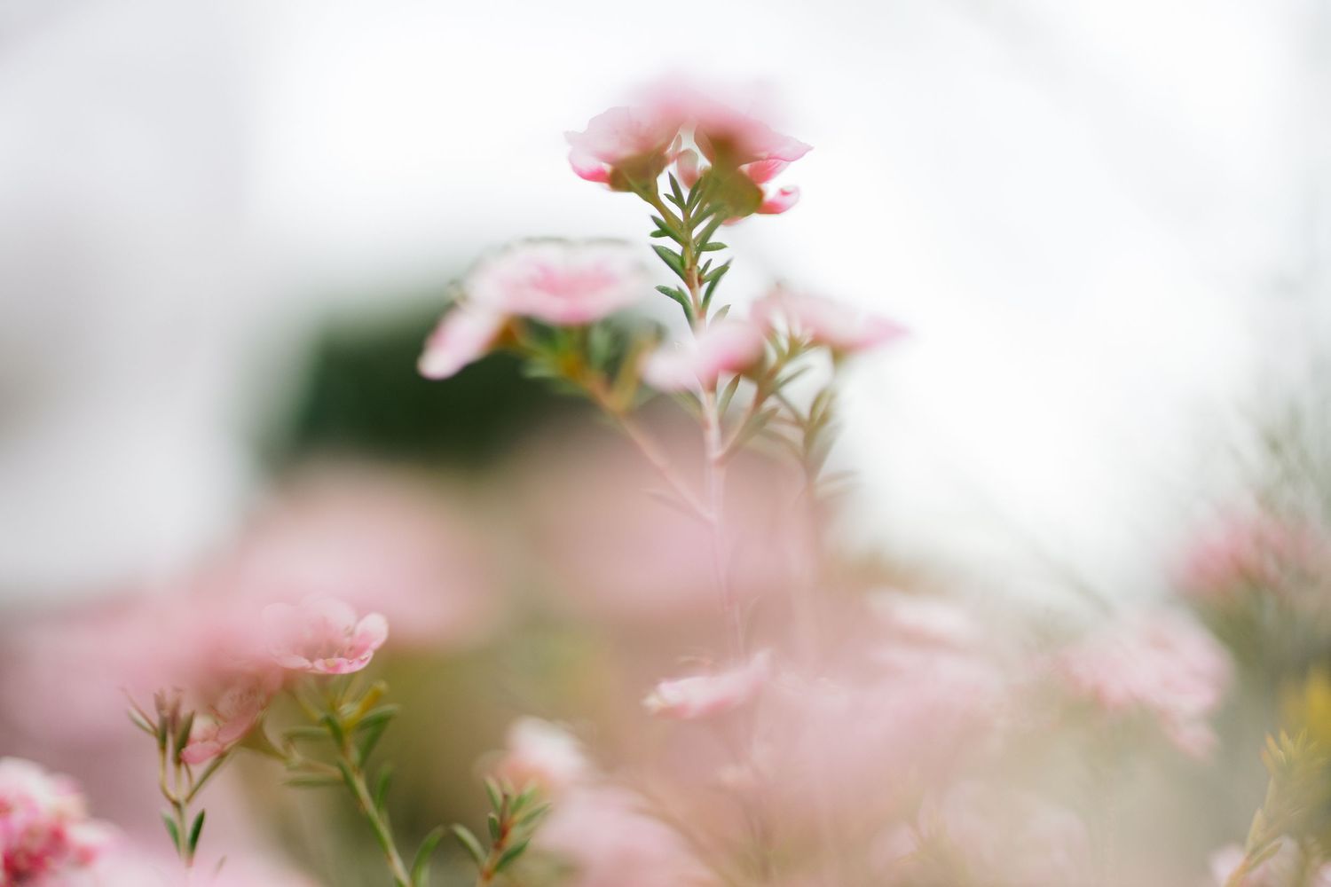 Ethereal macro shot of pink flowers with soft bokeh effect.