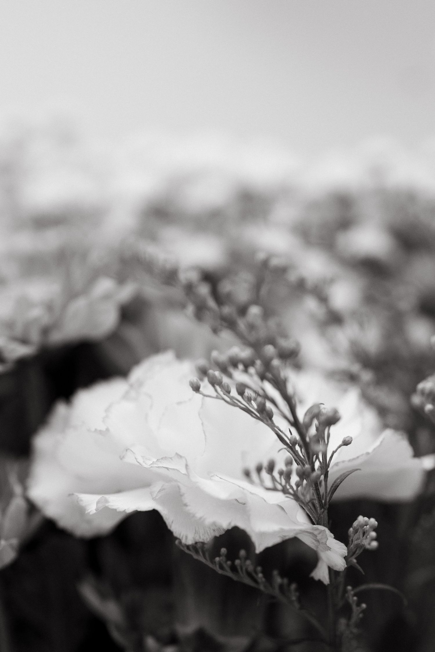 Black and white macro photograph of delicate white flowers with soft bokeh background.
