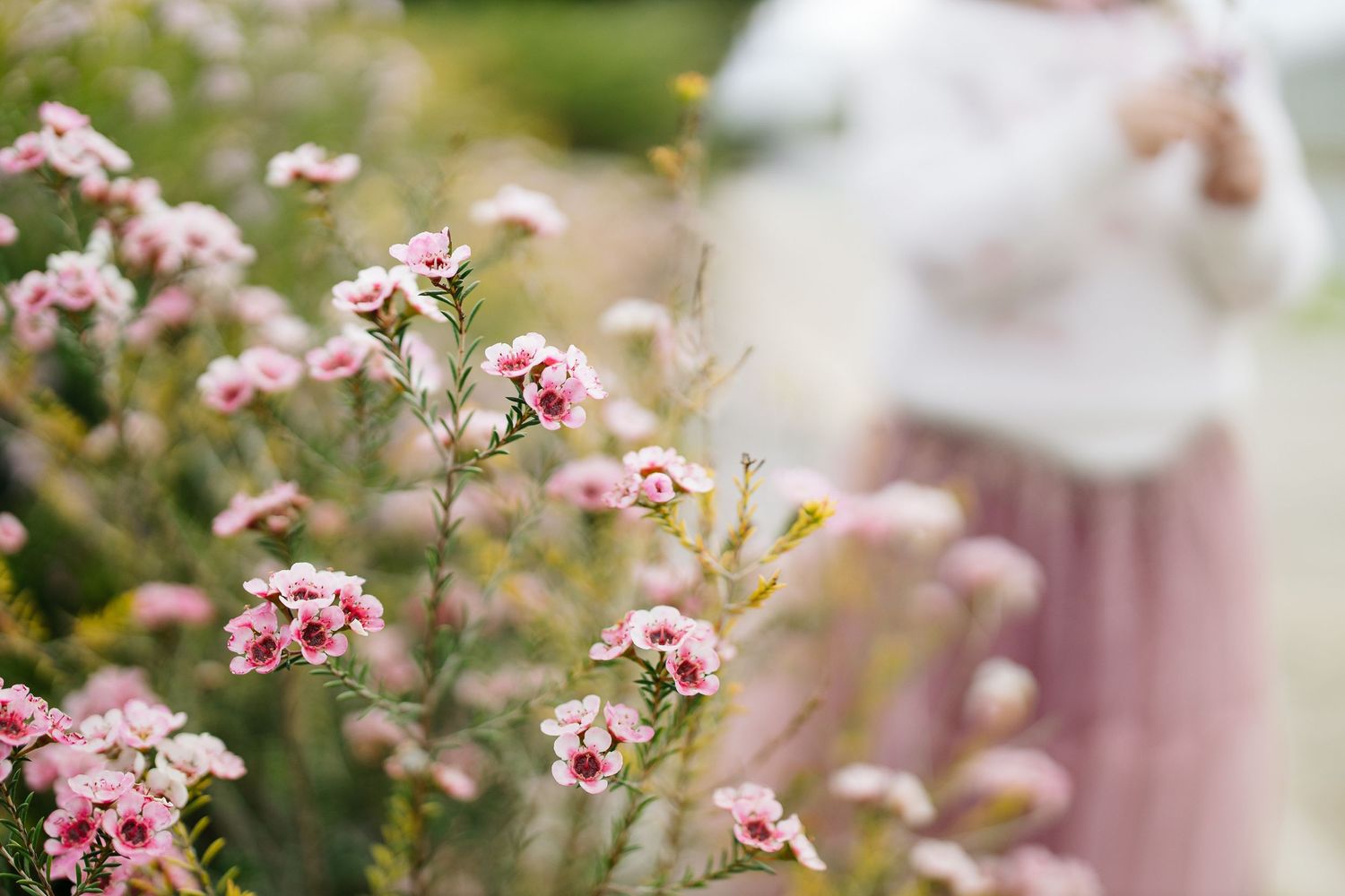 Soft focus pink flowers in bloom with blurred figure in background.