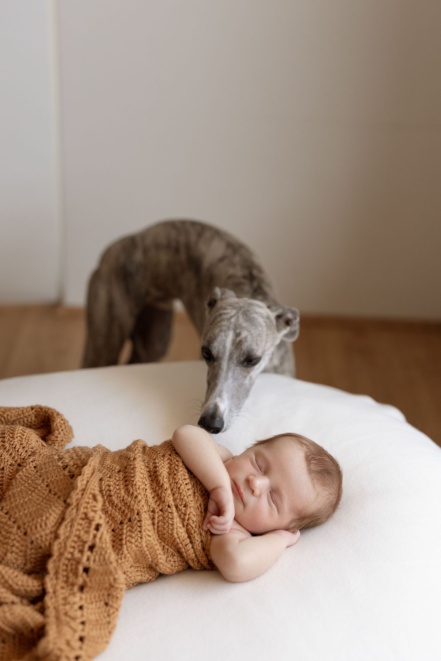 A whippet dog lovingly watches over a sleeping baby wrapped in a brown knitted blanket.