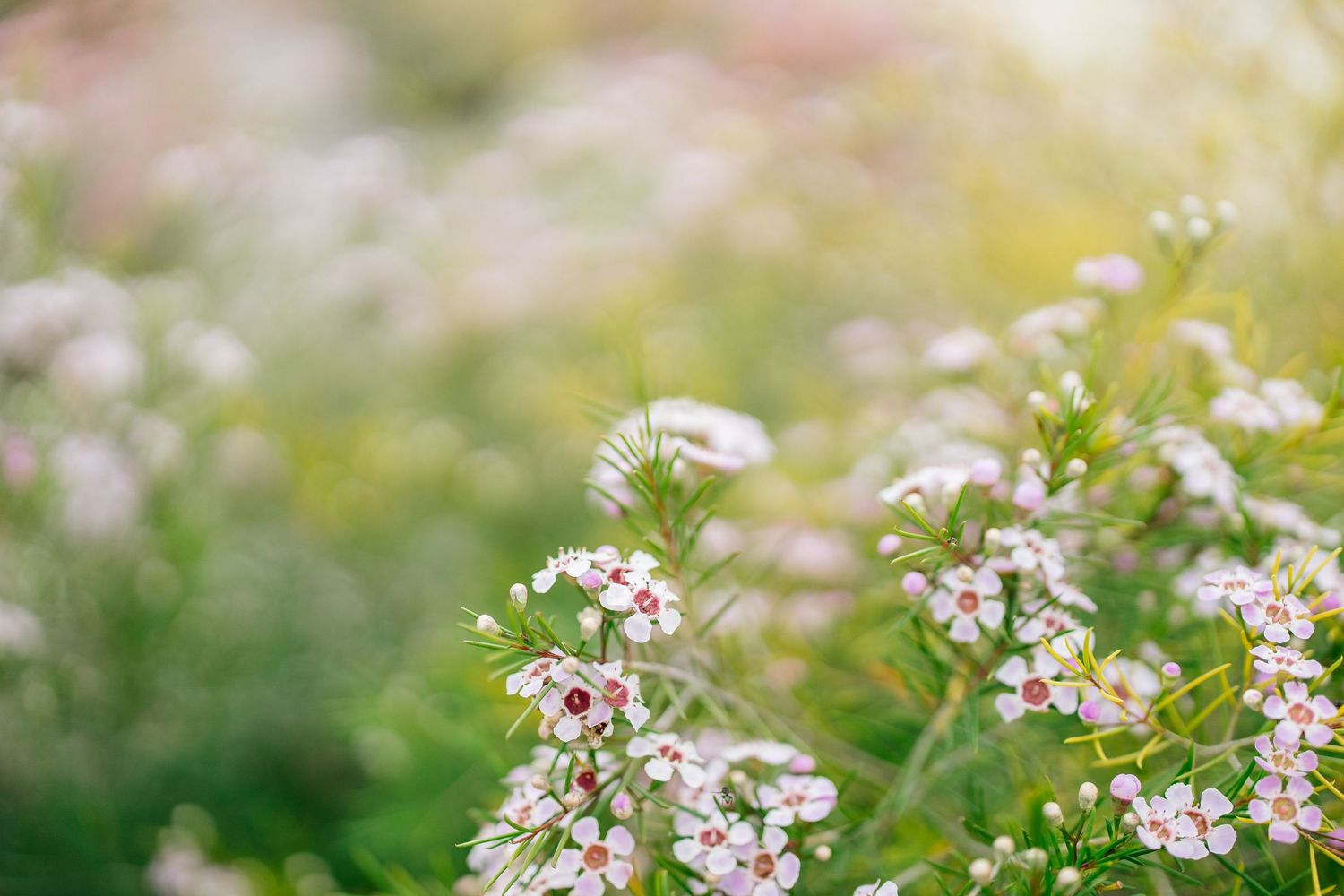 Delicate pink and white wildflowers blooming in a garden setting.