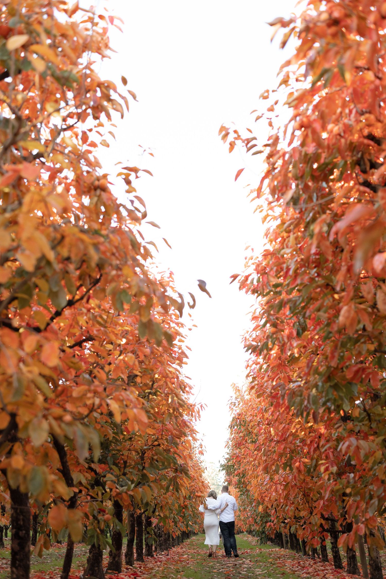 Couple walking through an autumn orchard with vibrant orange foliage creating a tunnel-like path.