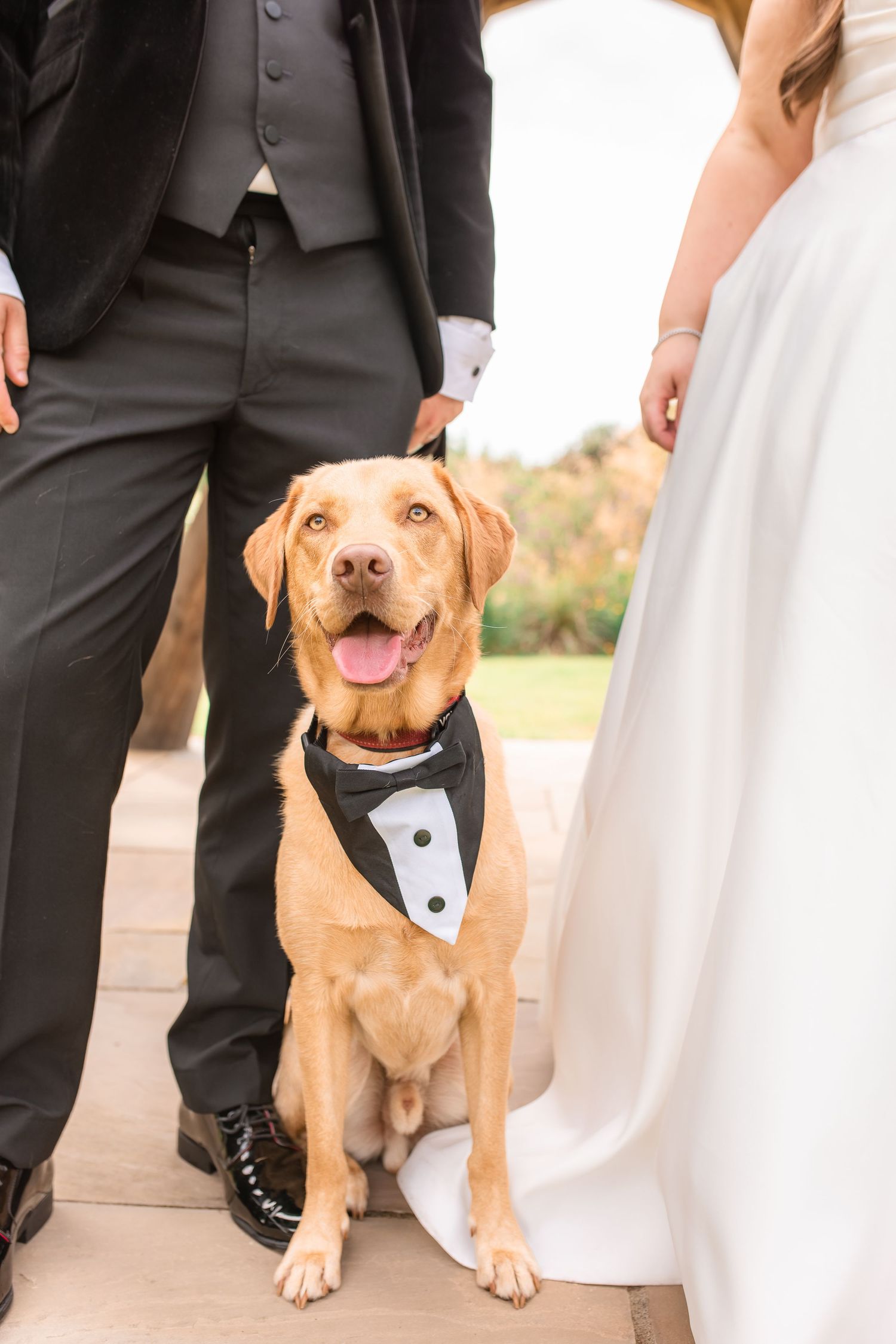A happy yellow Labrador wearing a tuxedo-style bandana poses between a bride and groom.
