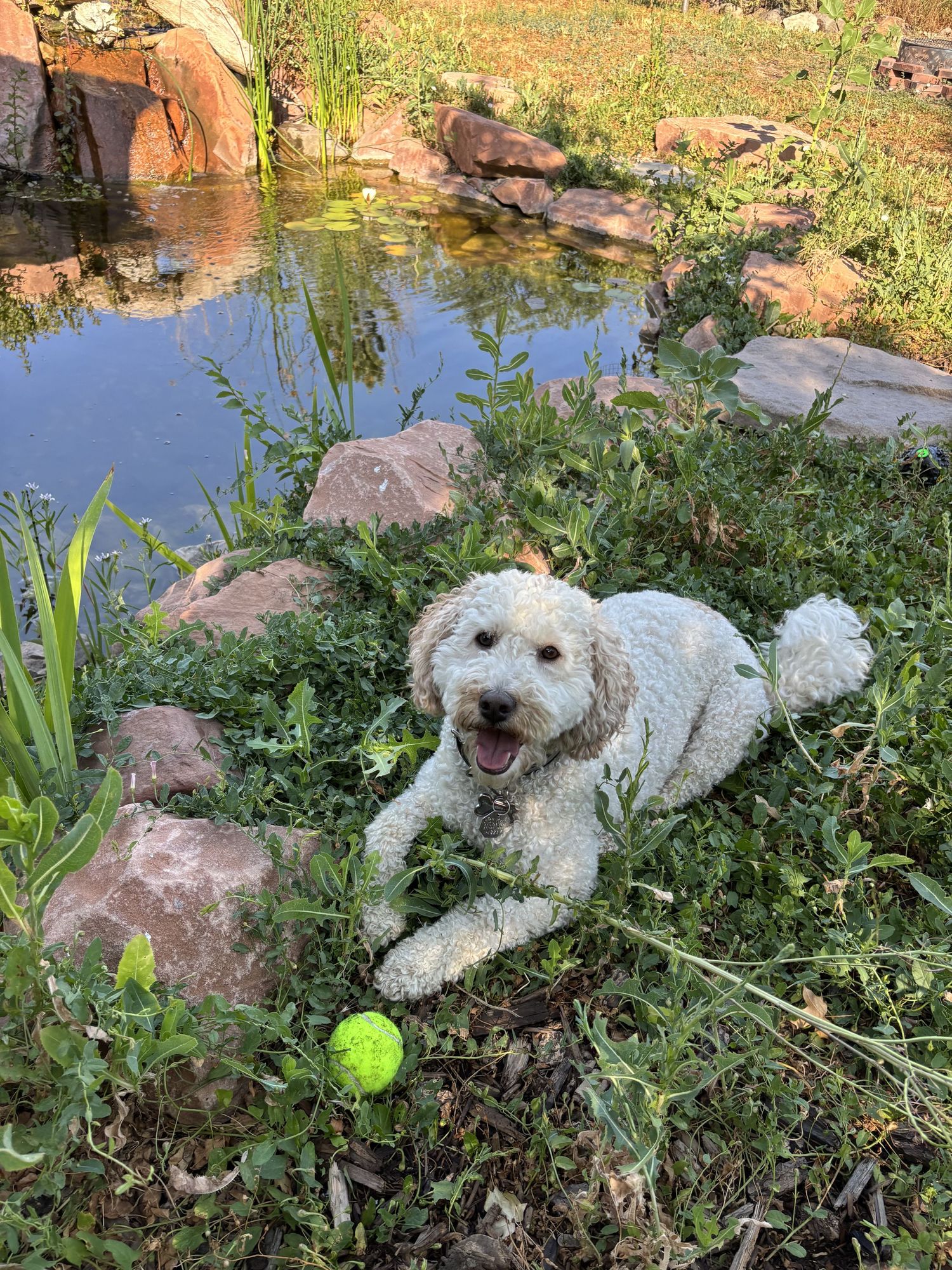 A post-fetch rest by the pond.
