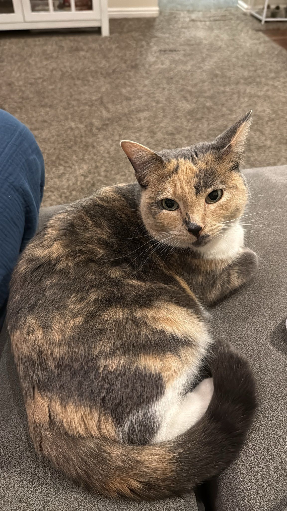 A tortoiseshell calico cat on the couch.