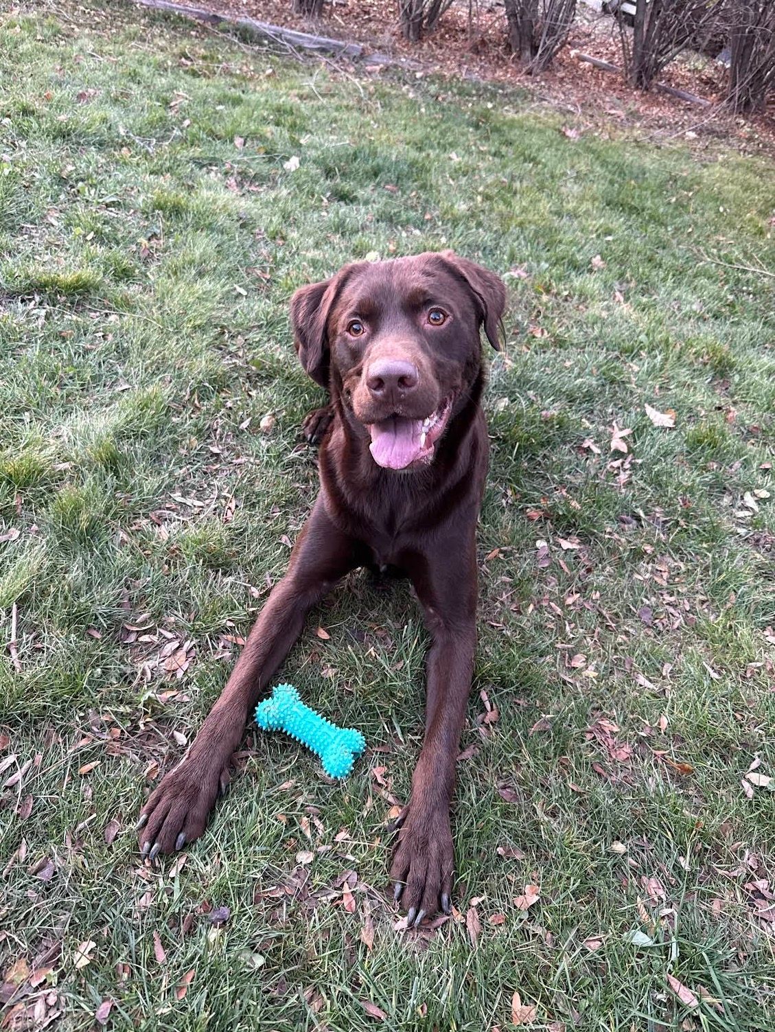 A chocolate lab and his bone in the backyard.