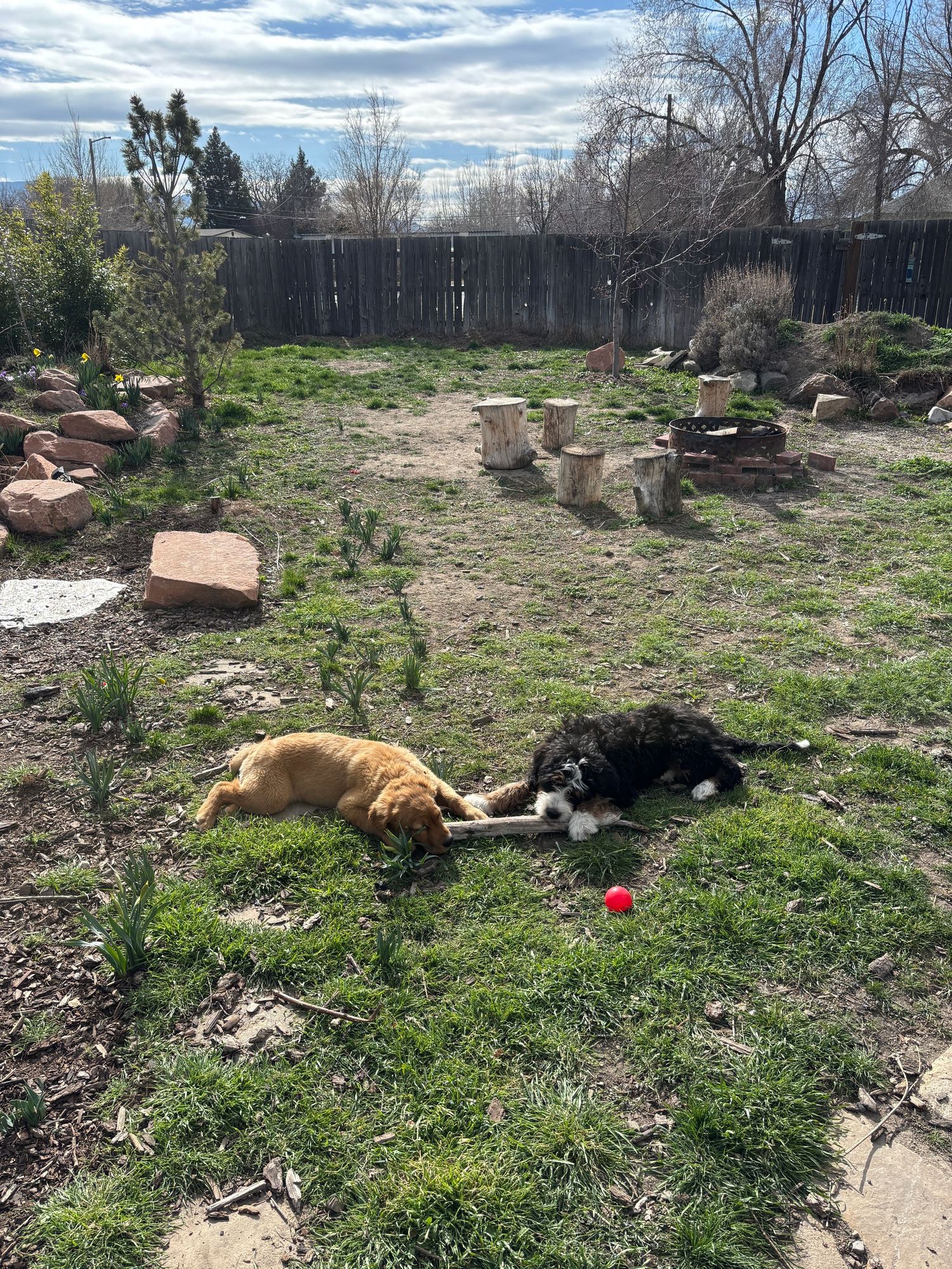 Two pups sharing a stick out back.
