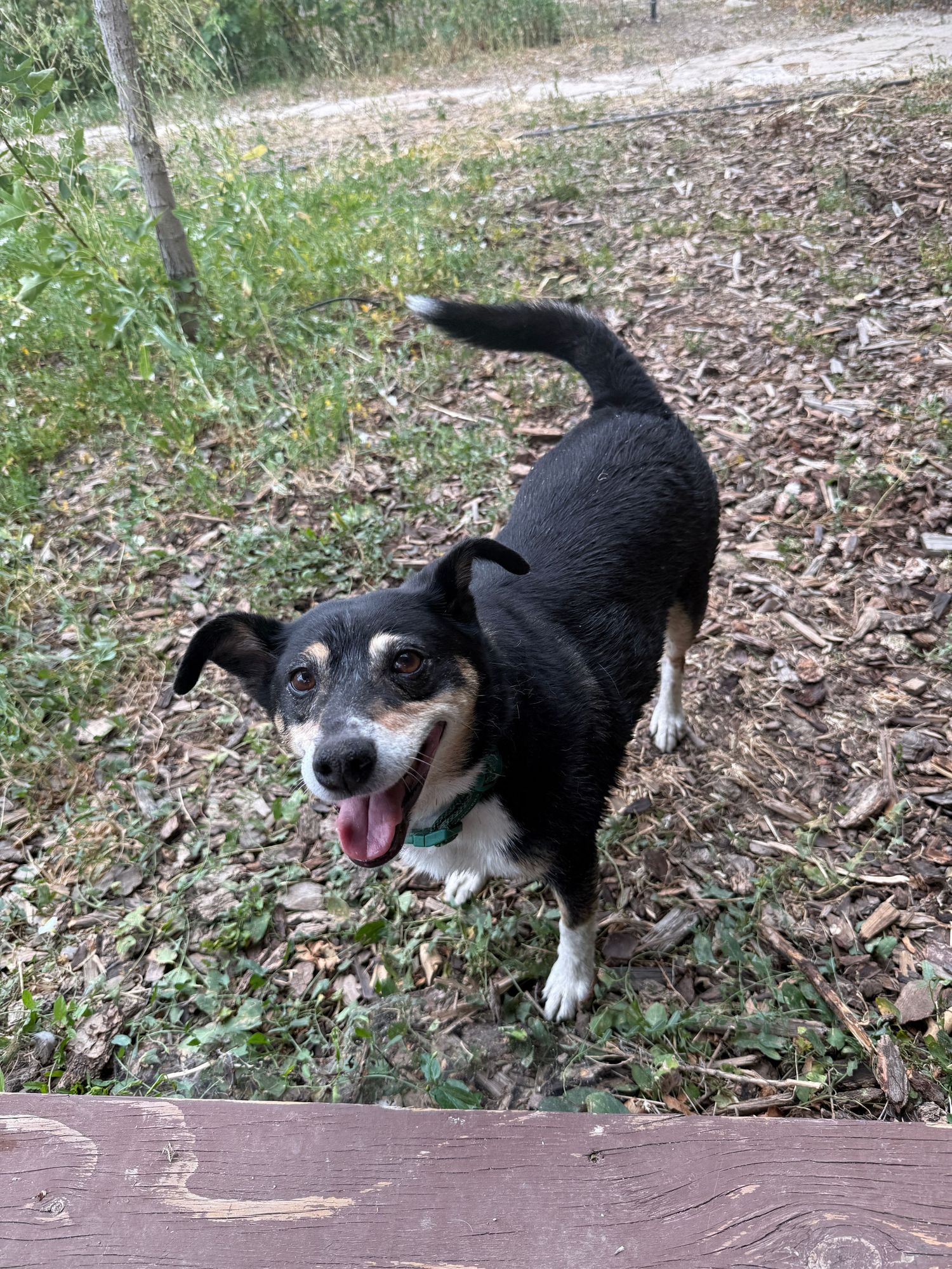 A smiley pup in the yard.