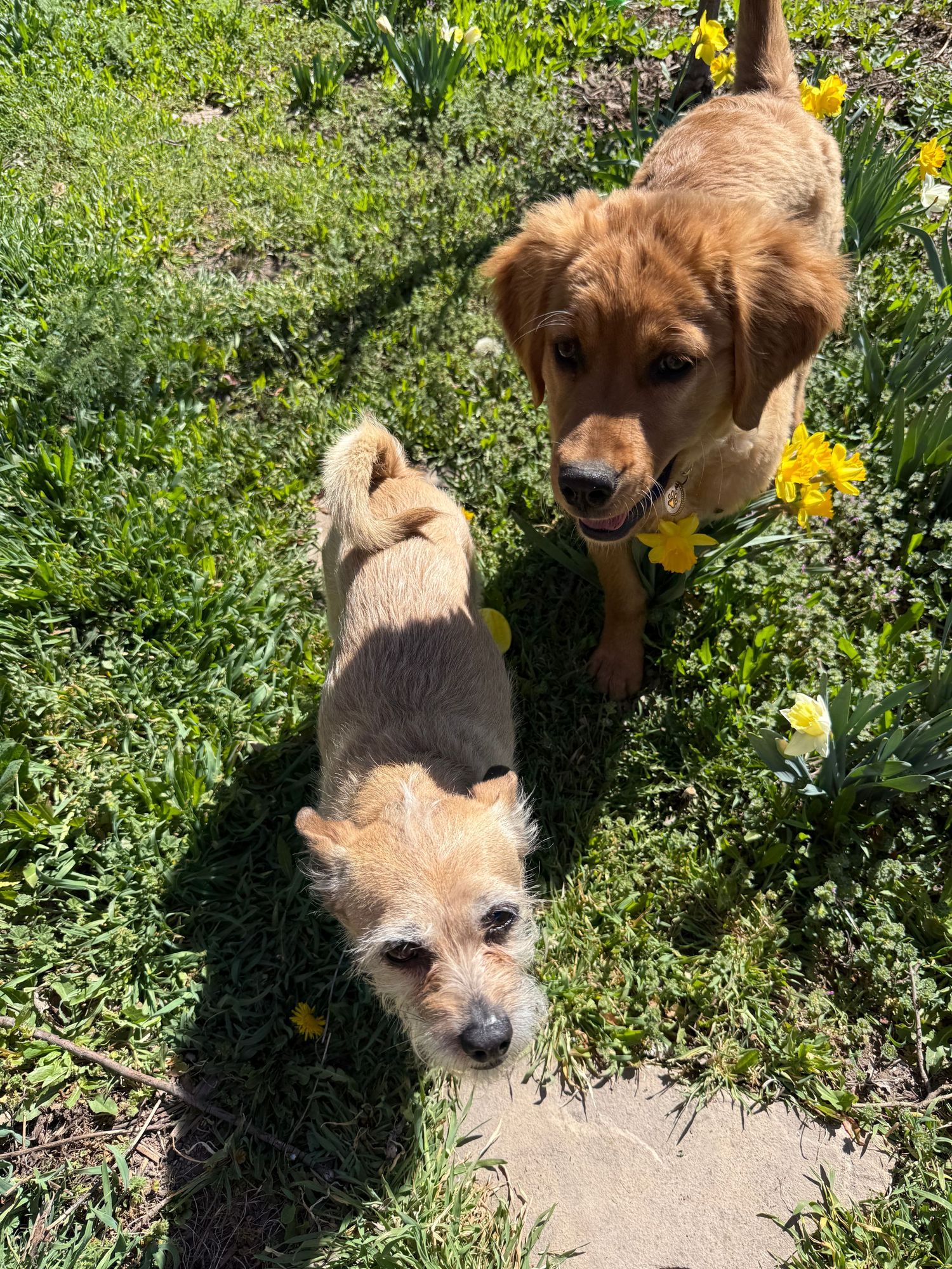 Two dogs among the backyard flowers.