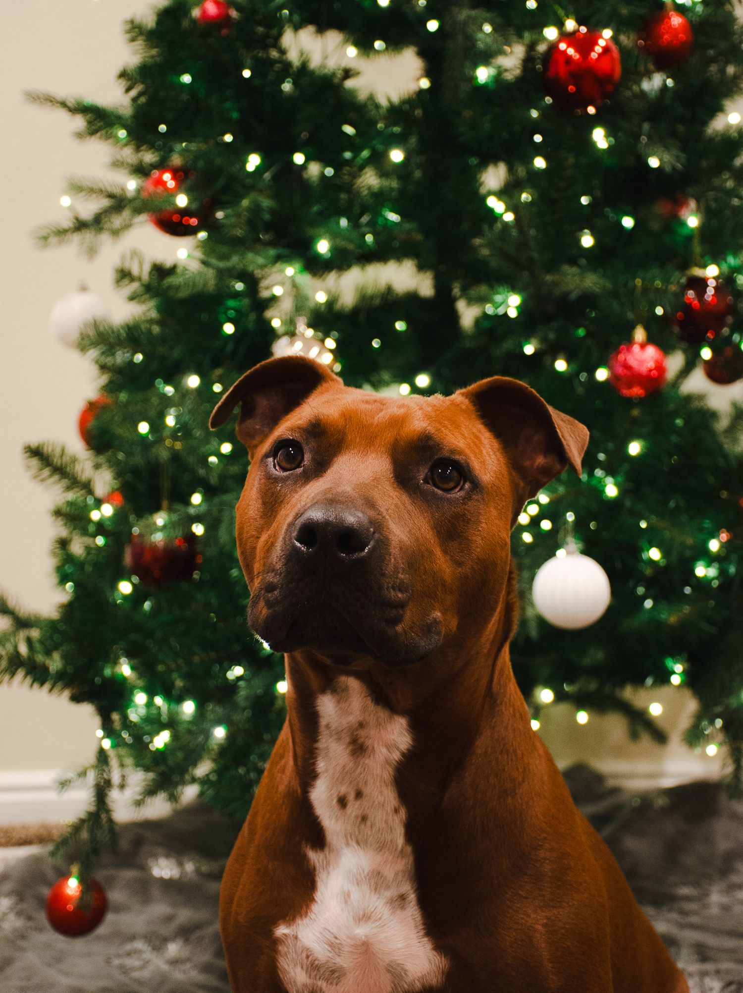 A Christmas shot of our boardee.