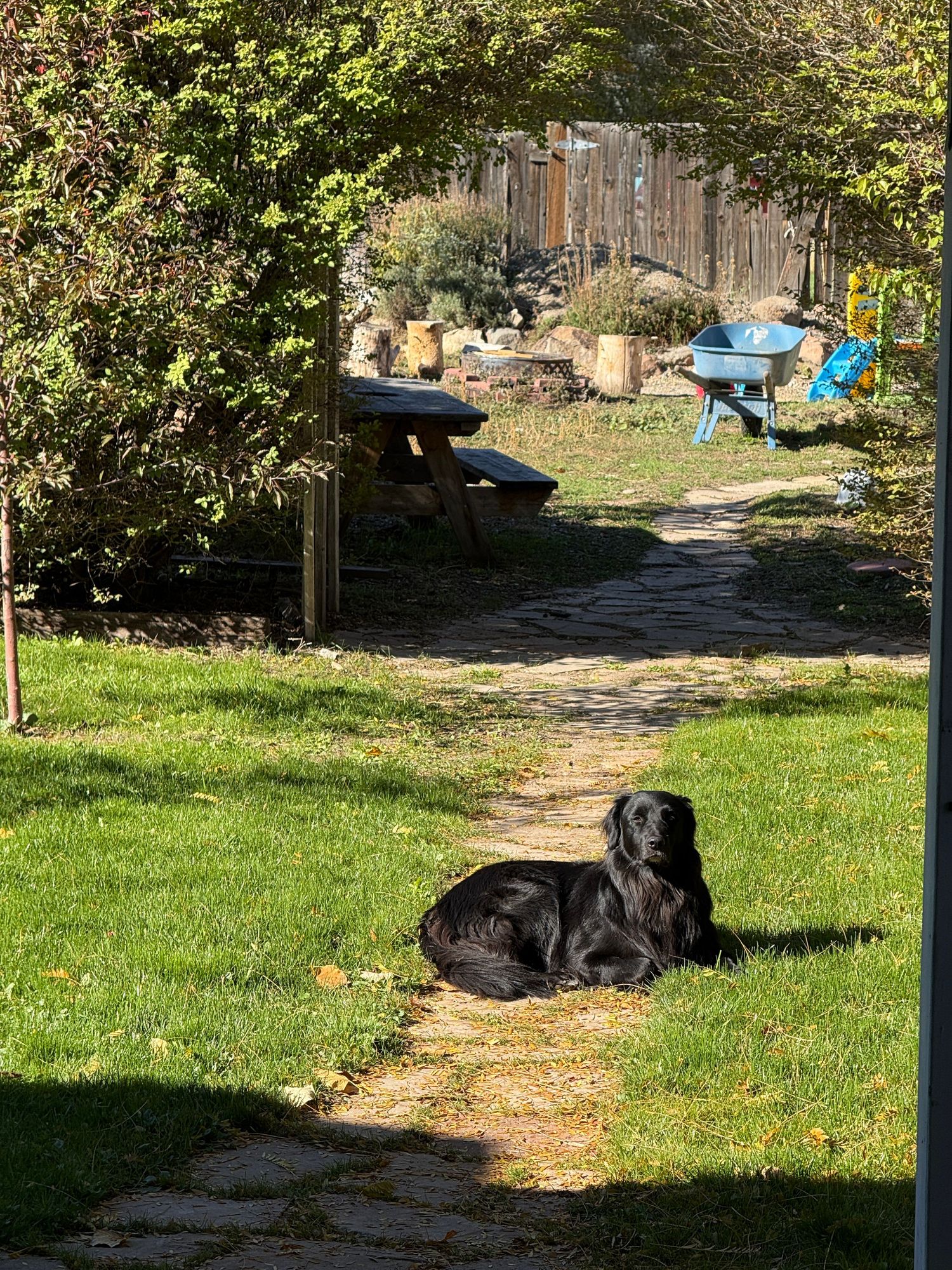 A pup soaking up the sunshine out back.