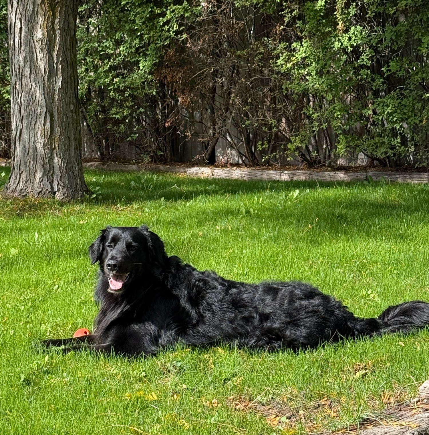 A newfoundland enjoying the summer sun!