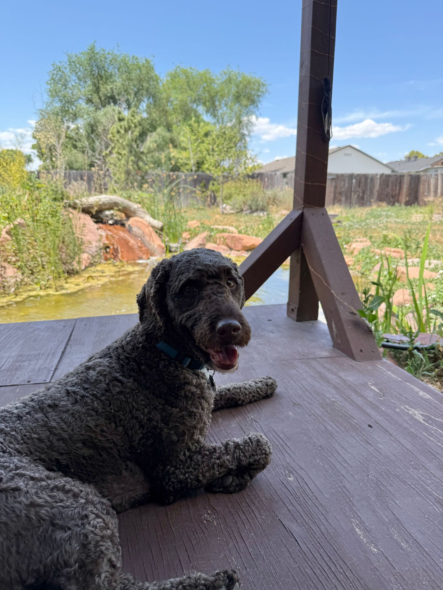 A dog enjoying the pavilion shade.