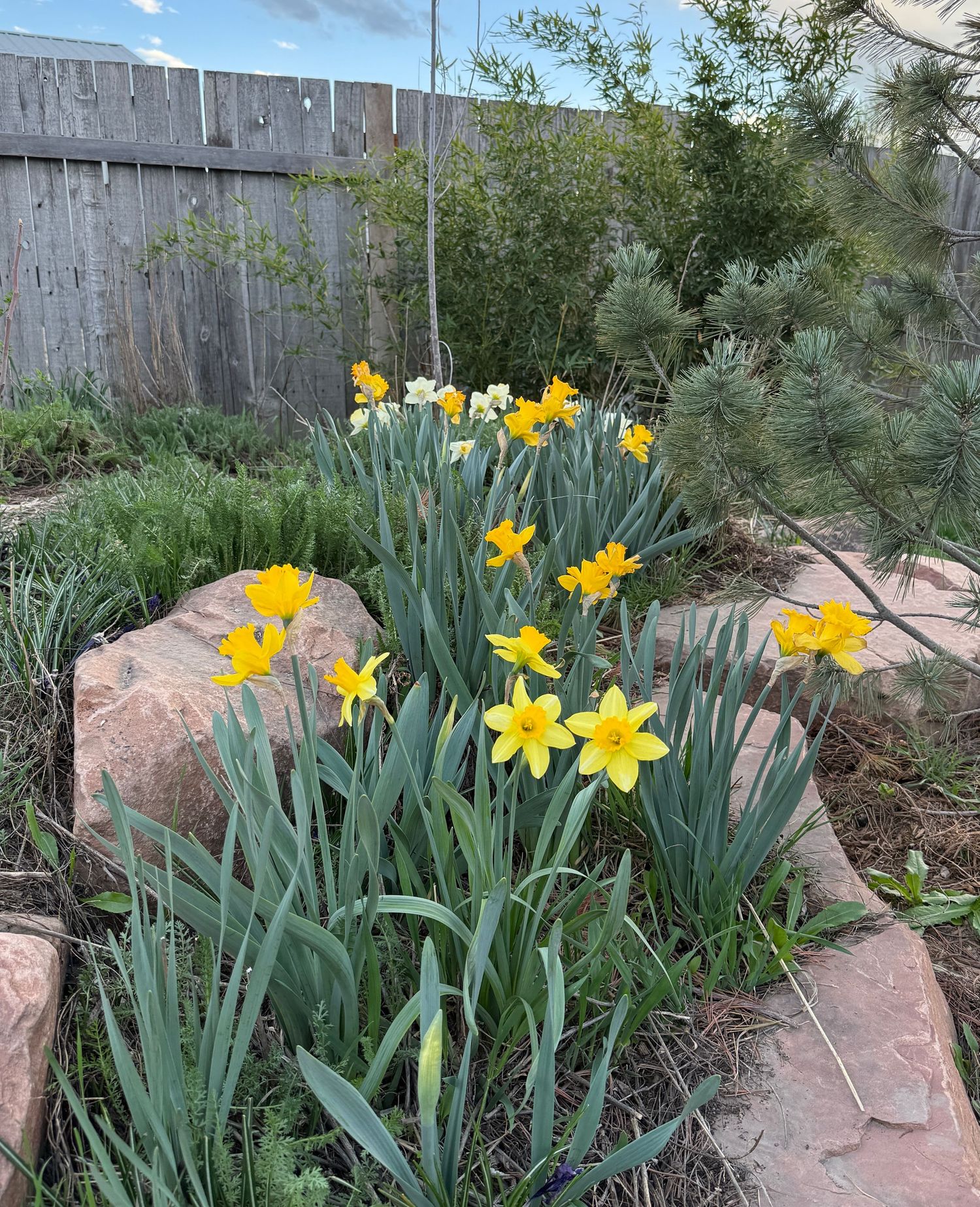 Daffodils growing pondside.