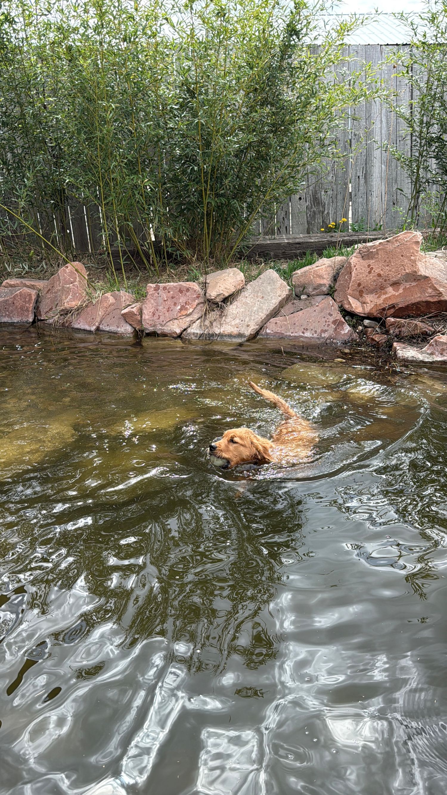 A golden getting her swim on in the pond.