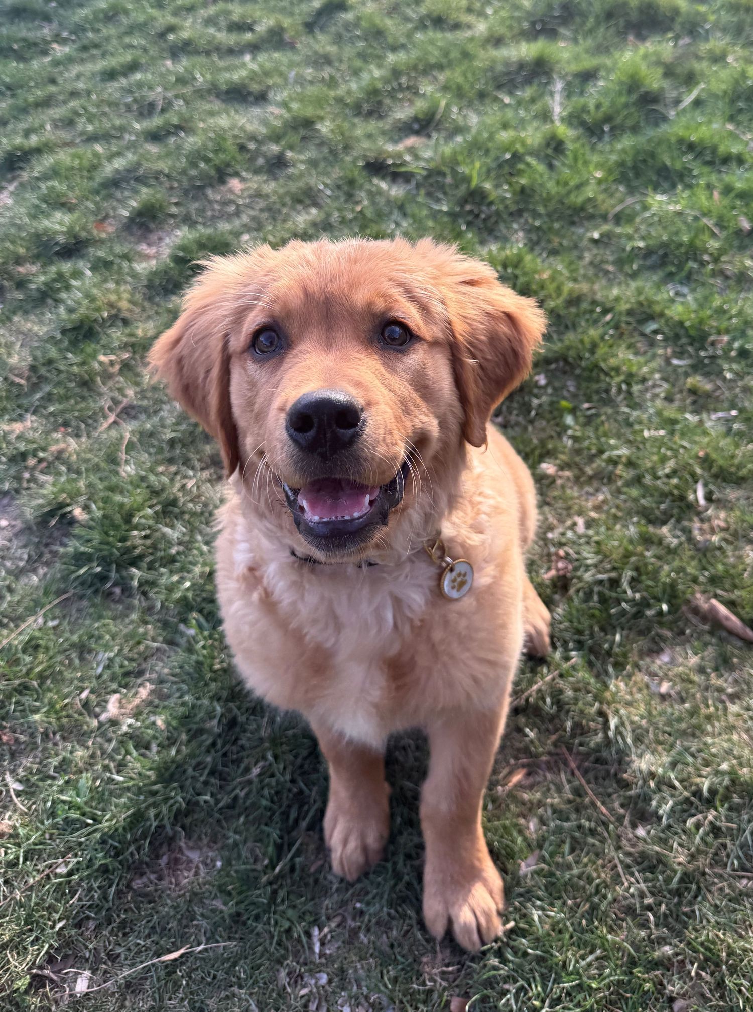 A golden retriever puppy in the grass.